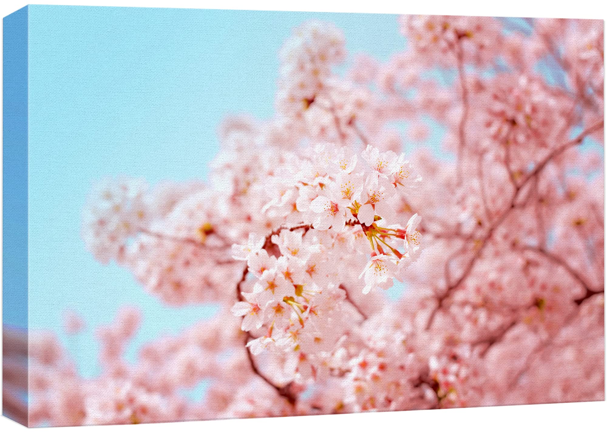 Wall26 Canvas Print Wall Art Spring Summer Japanese Cherry Blossoms Nature Floral Photography Realism Botanical Wilderness Zen R