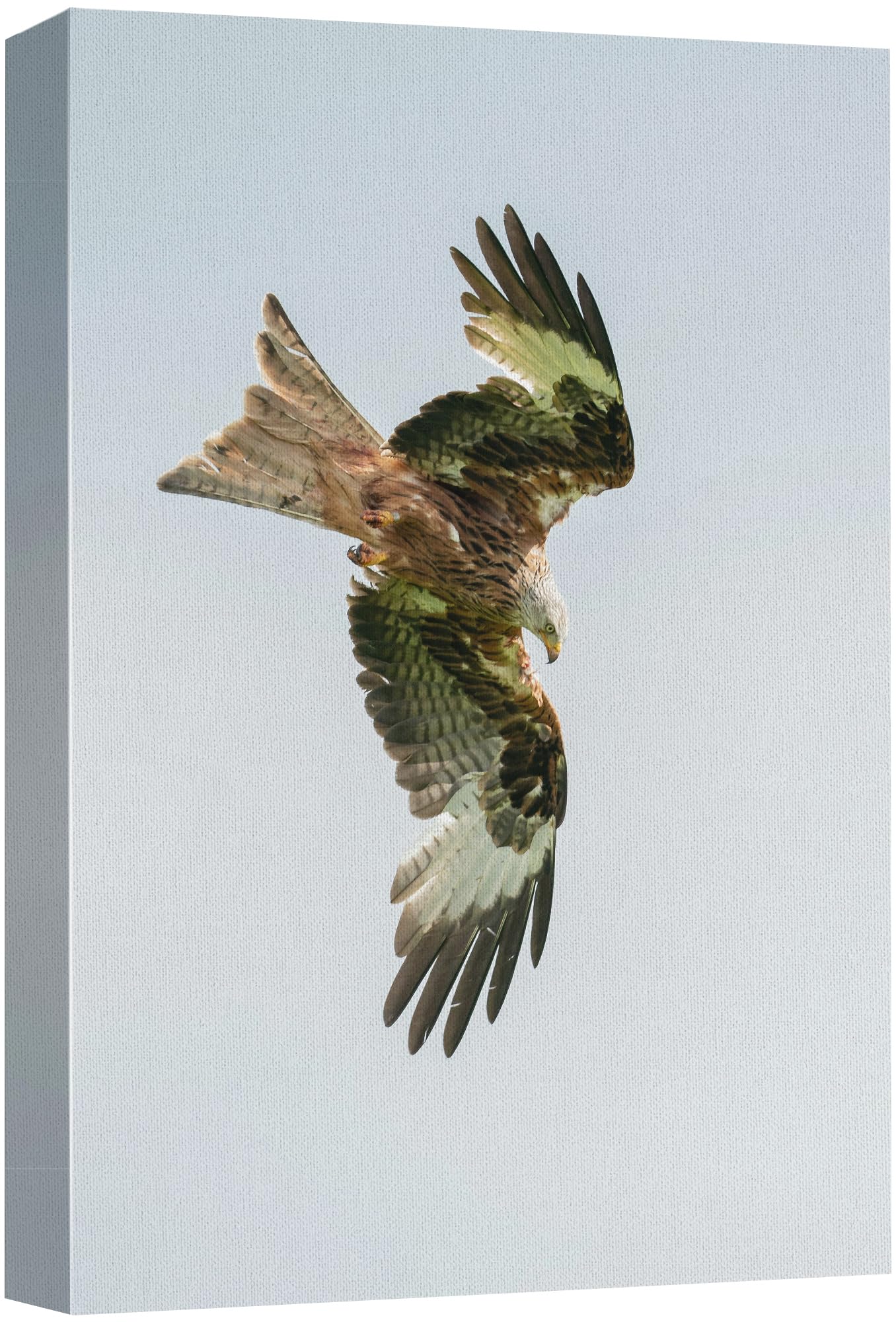 Wall26 Canvas Print Wall Art Majestic Eagle Mid-Flight Animals Photography Realism Rustic Scenic Landscape Wilderness Zen Colorf