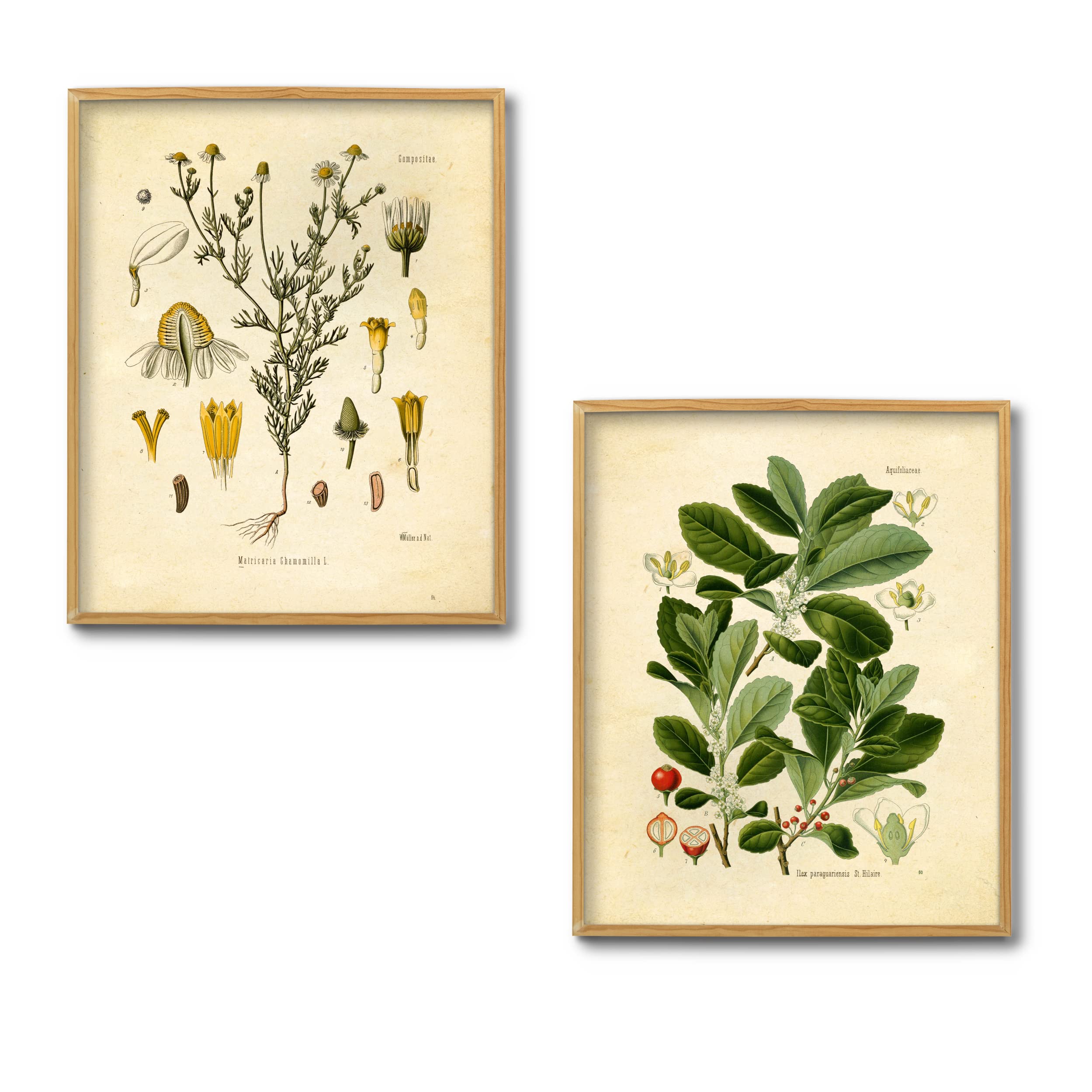 Ink Inc. Vintage Botanical Prints  Tea Wall Art Tea  Mate  Chamomile  Mint  Set of 4 8x10 Unframed