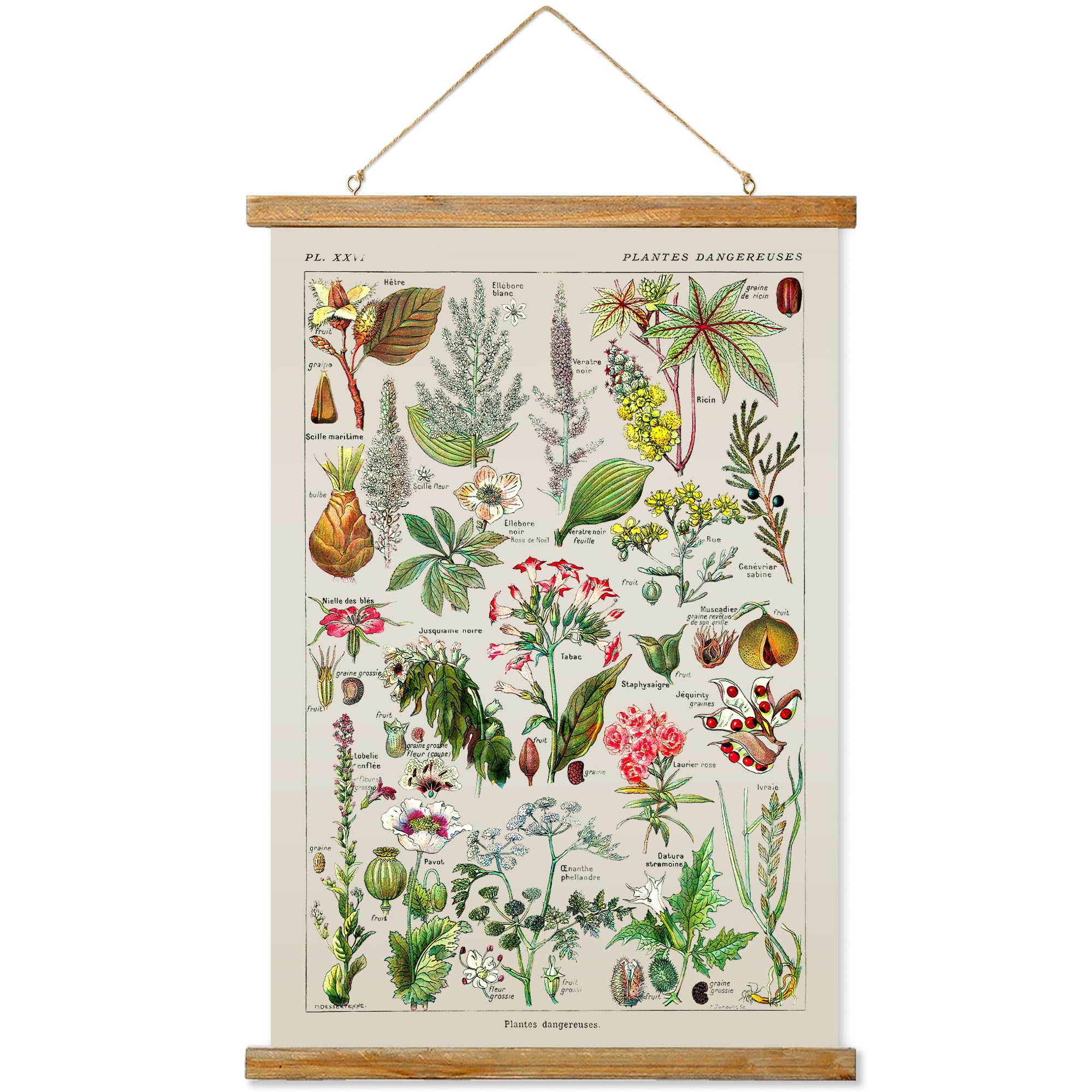 Ovfovy Vintage Botany Poster With Wooden Frame, Retro Botanical Educational Art Chart - Cute Style Wall Hanging For Home Classro
