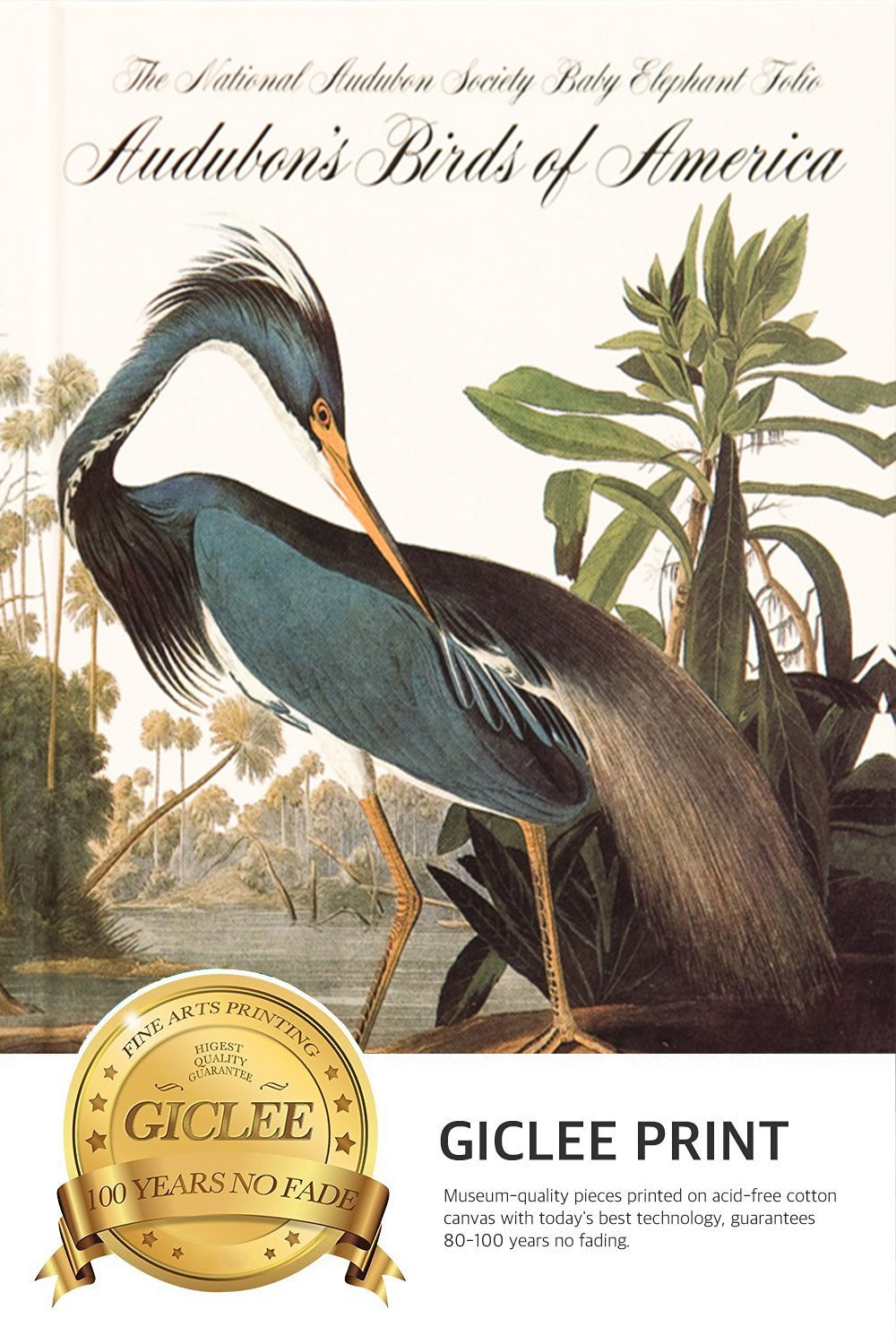 Niwo Art - Louisiana Heron, By John James Audubon. The Birds Of America Reproductions. Giclee Print Acrylic Coating On Canvas Fo