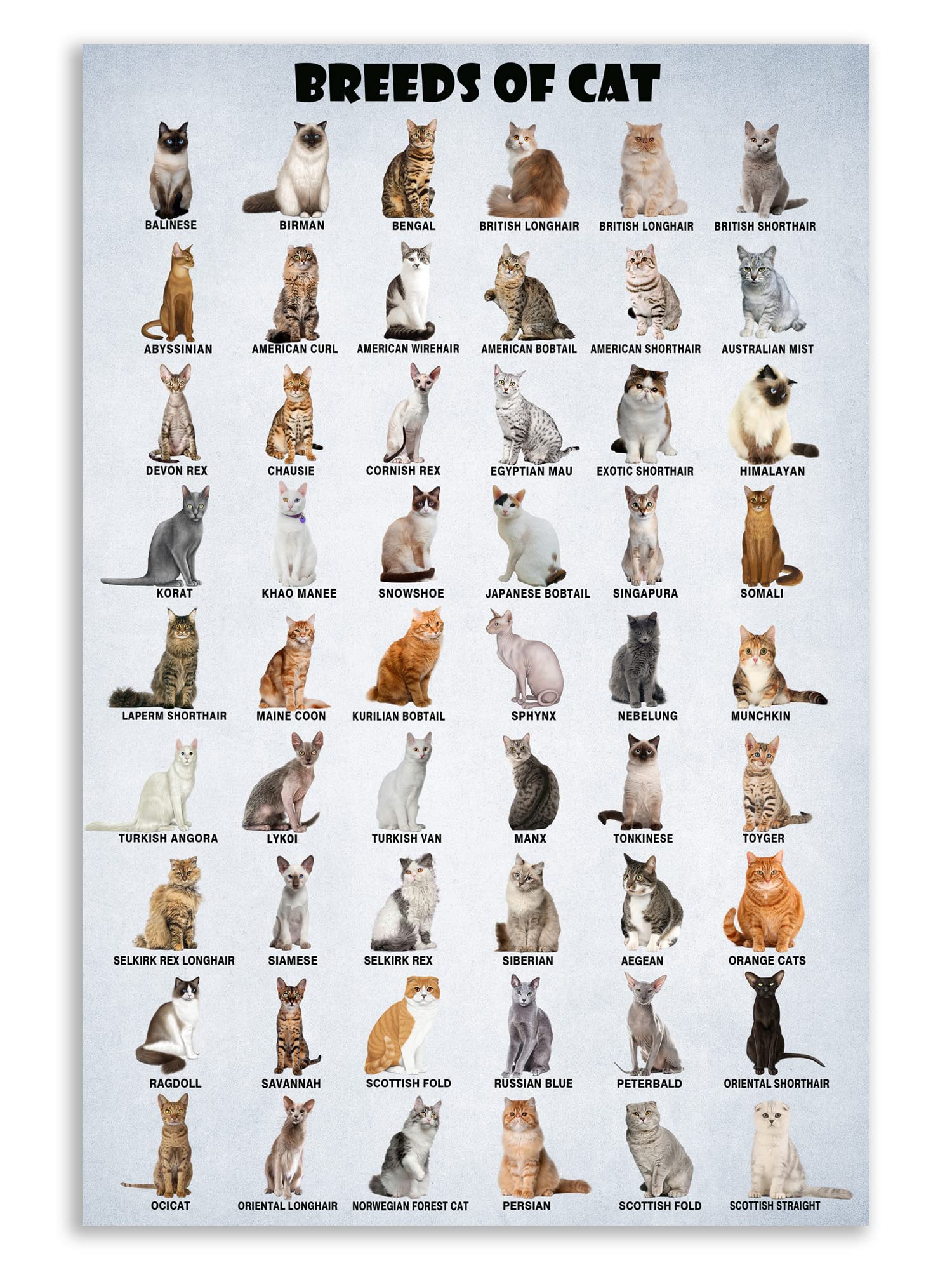 Hllnwb Breeds Of Cat Poster Types Of Cat Poster Cat Of The World Funny Cat Lovers Poster (Unframed 16X24Inch)