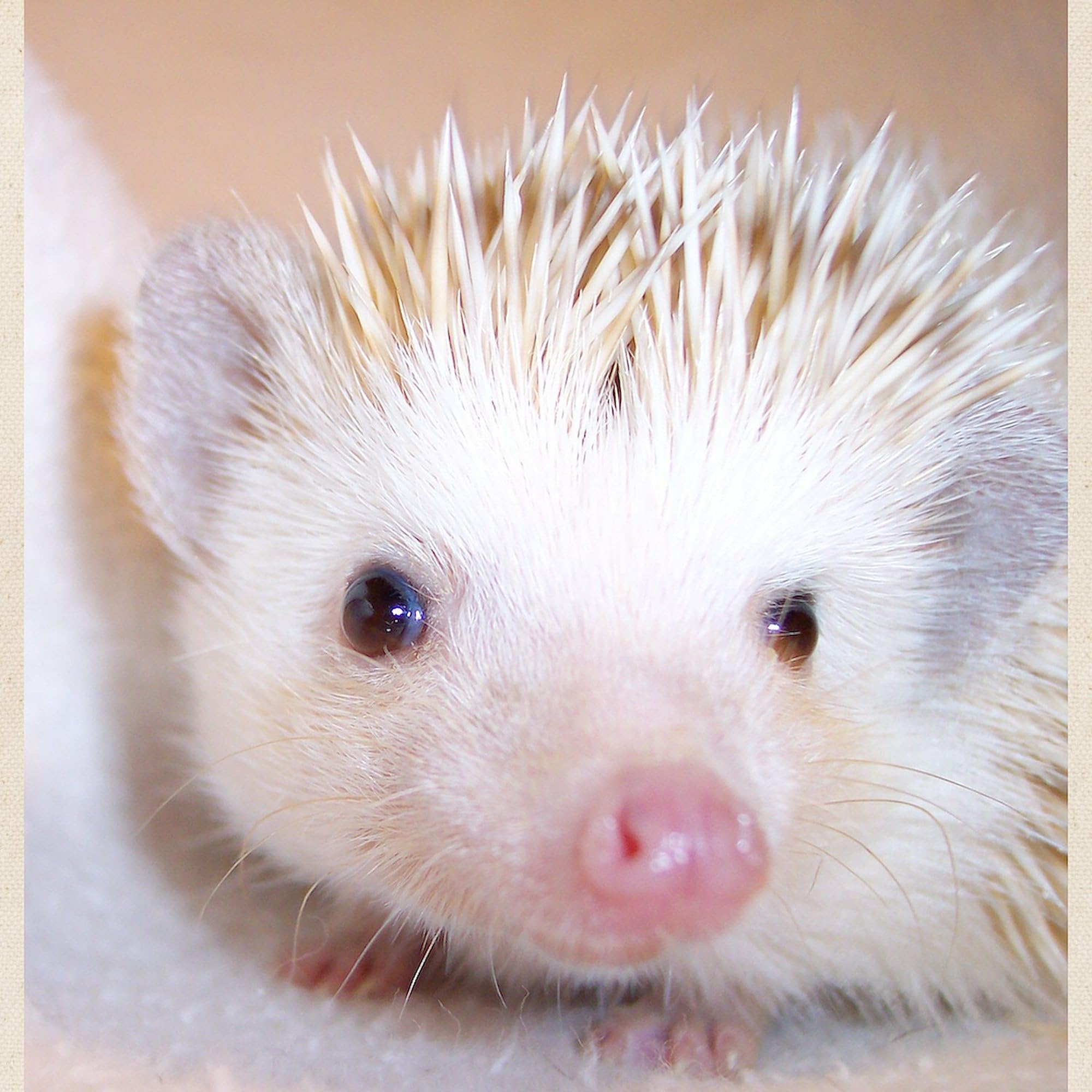 Cafepress Hedgehog Close Up Tote Bag Natural Canvas Tote Bag, Reusable Shopping Bag