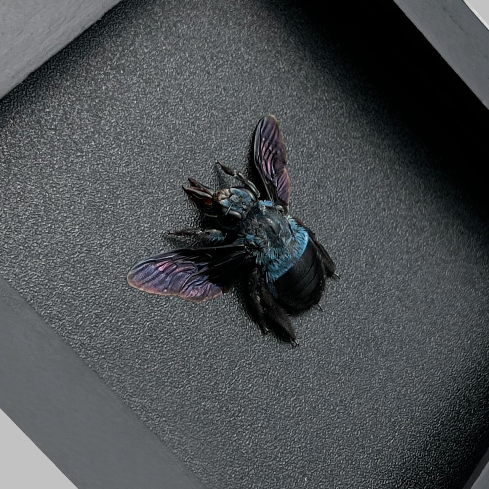 Real Framed Blue Carpenter Bee Dead Dried Bug Shadow Box Black Wooden Frame Taxidermy Bumblebee Specimen Display Oddity Tabletop