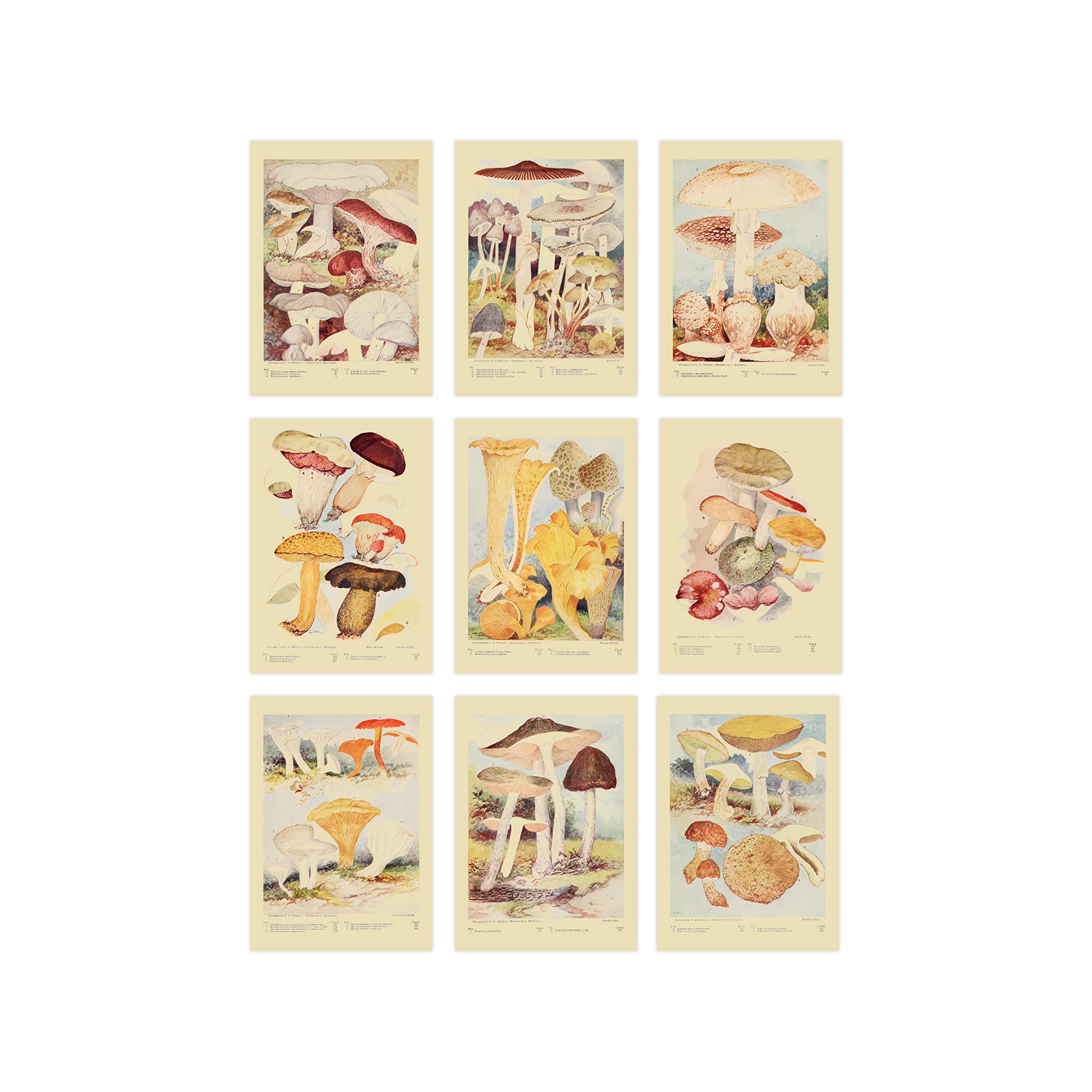 Ink Inc. Vintage Mushroom Prints | Wild Mushroom Wall Art Cottagecore Boho Farmhouse Design | Set Of 9 5X7 Inches Unframed