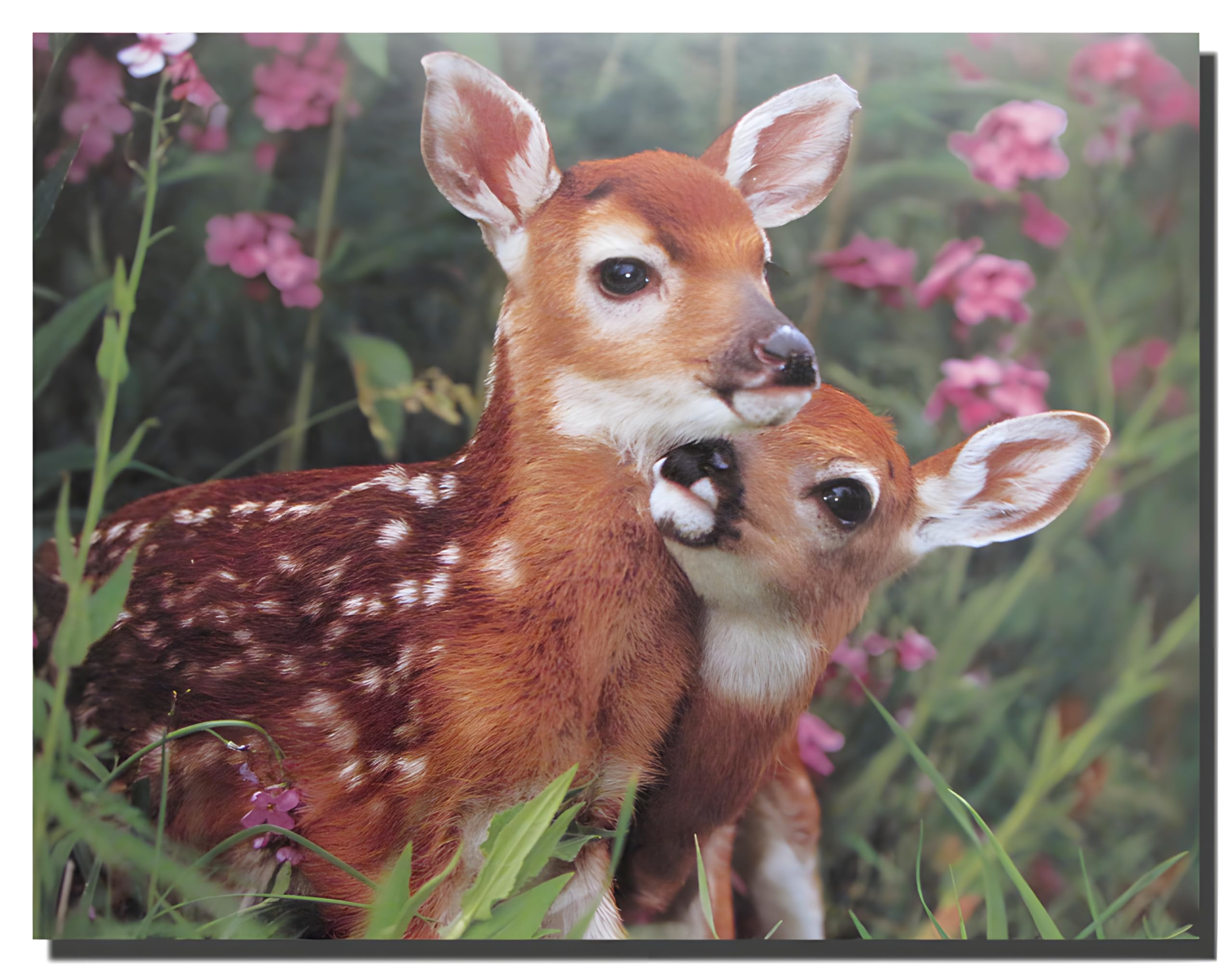 Wild Animal Whitetail Mule Deer Fawn Wall Decor Art Print Poster (16X20)