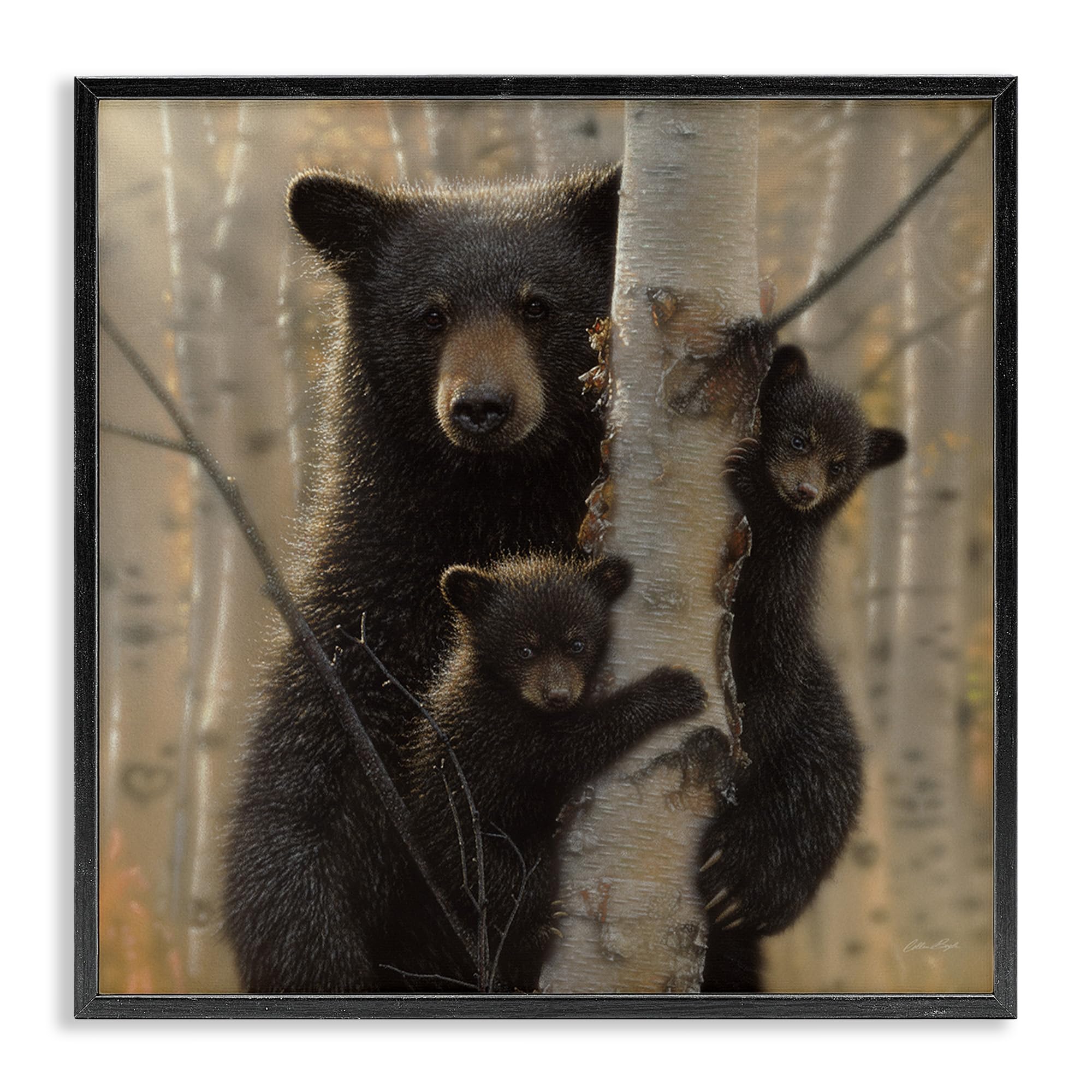 Stupell Industries Bear and Cubs Soft Birch Tree Forest, Design by Collin Bogle Black Framed Wall Art, 24 x 24, Brown