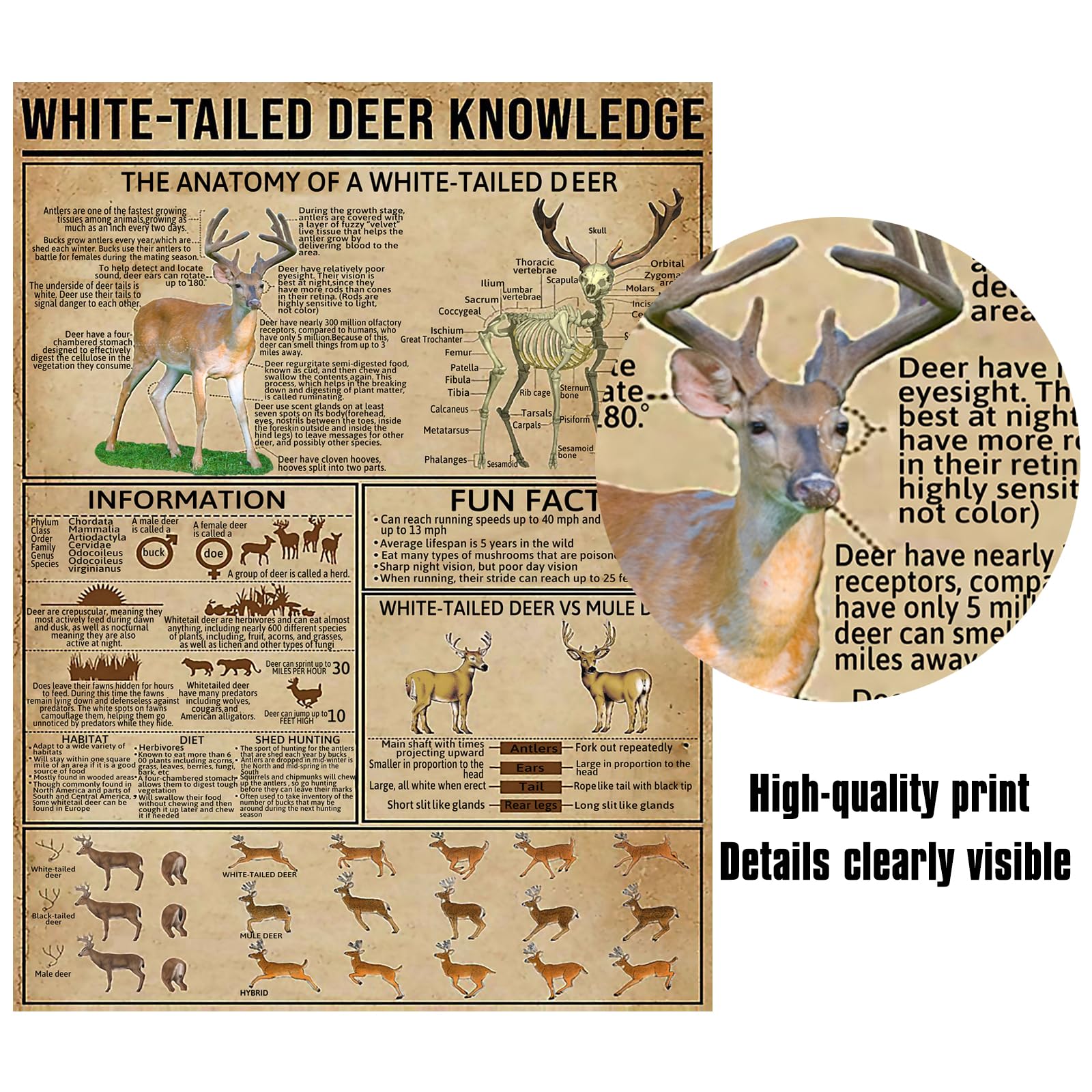 Paiion Metal Tin Signs White-Tailed Deer Knowledge Hunting Knowledge Poster Unplaning Infographics Farmhouse Farm Home Kitchen C