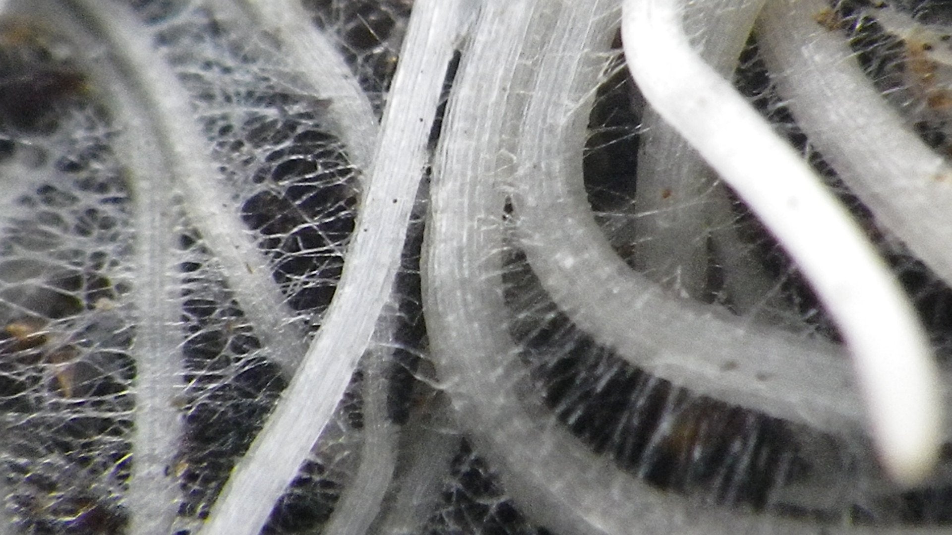 Compost Temcposters The Transformers The Movie 1986 Glossy Finish Movie Poster Mcposters The Transformers The Movie 1986 Glossy