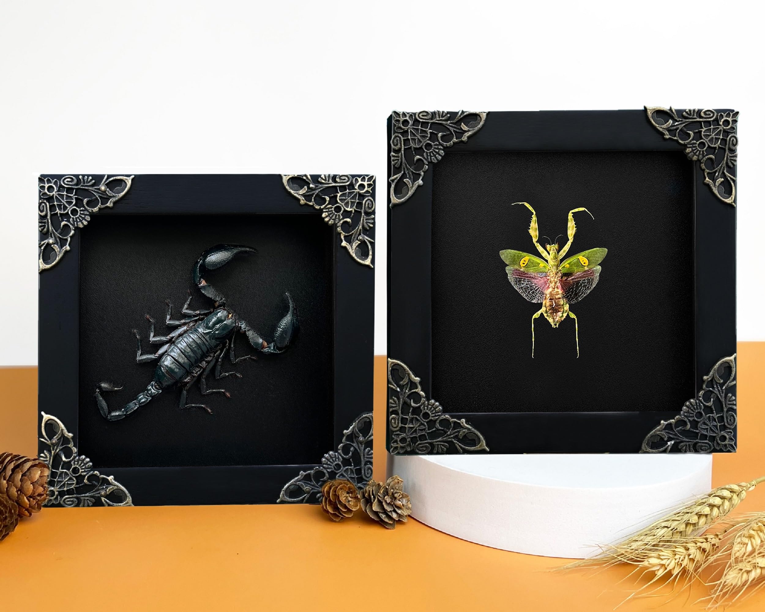 2 Real Green Mantis Lanternfly Frames Dead Insect Dried Bug Shadow Box Wood Oddity Framed Taxidermy Specimen Collectables Decora