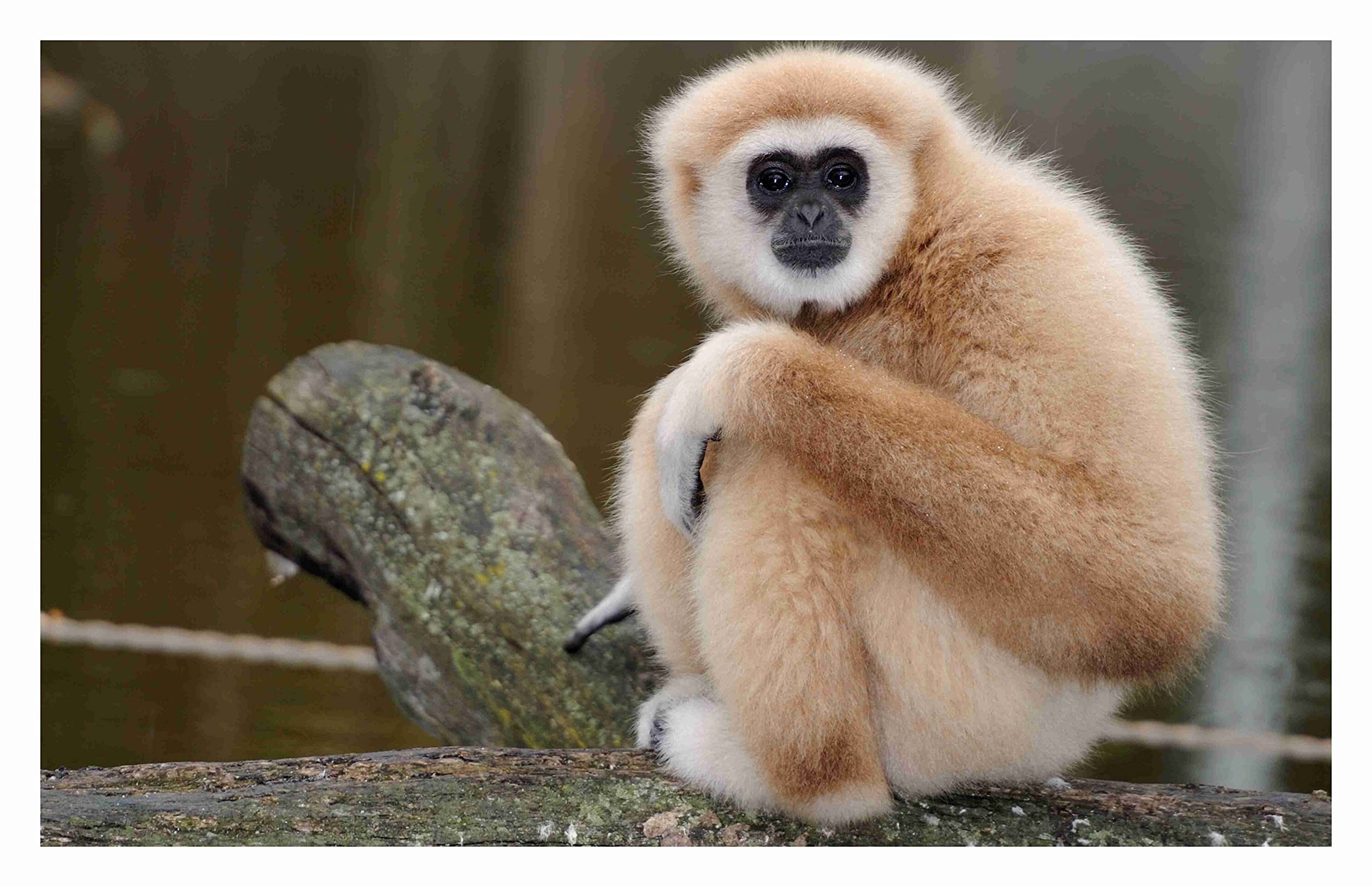 Baldau Prints Monkey Langur Photo Wall Poster For Room (Gloss Laminated, 12X18 Inch, 300 Gsm) F-327