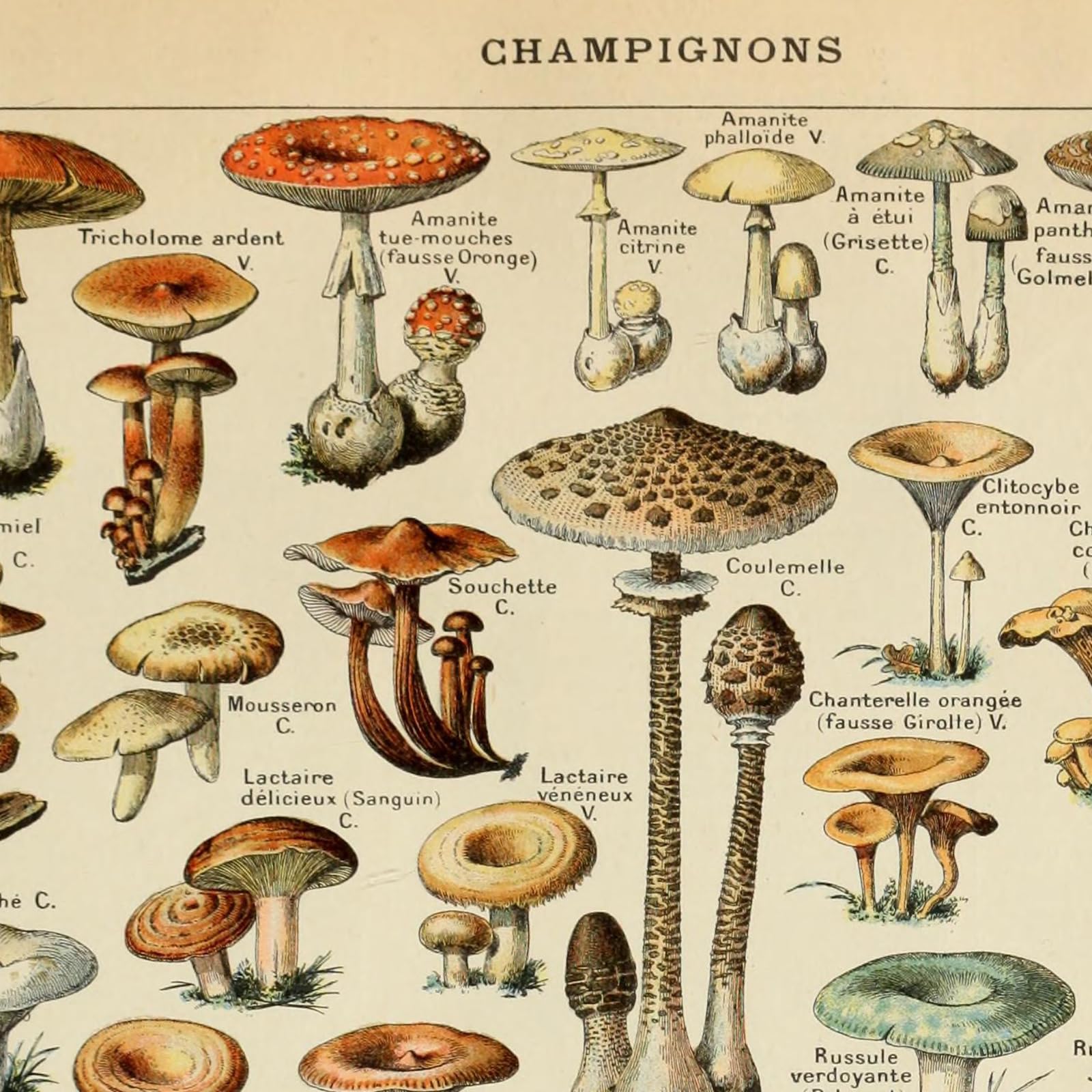 Ovfovy Vintage Mushroom Poster Print, Educational Wall Art, 16"x23", Unframed Paper