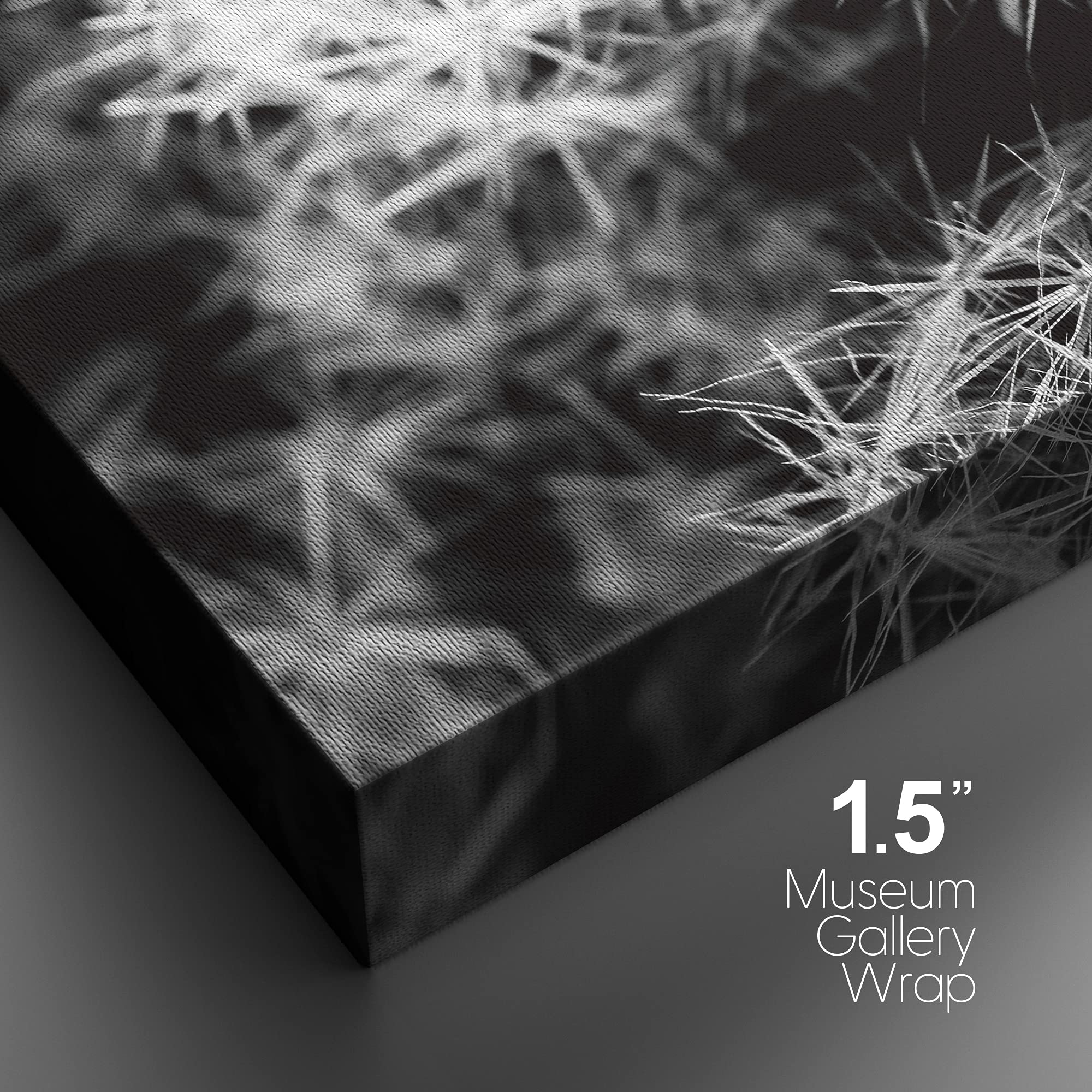 Nwt Canvas Print Wall Art Thimble Cactus Bunch Floral Plants Photography Modern Art Southwest Closeup Dramatic Cool Black And Wh
