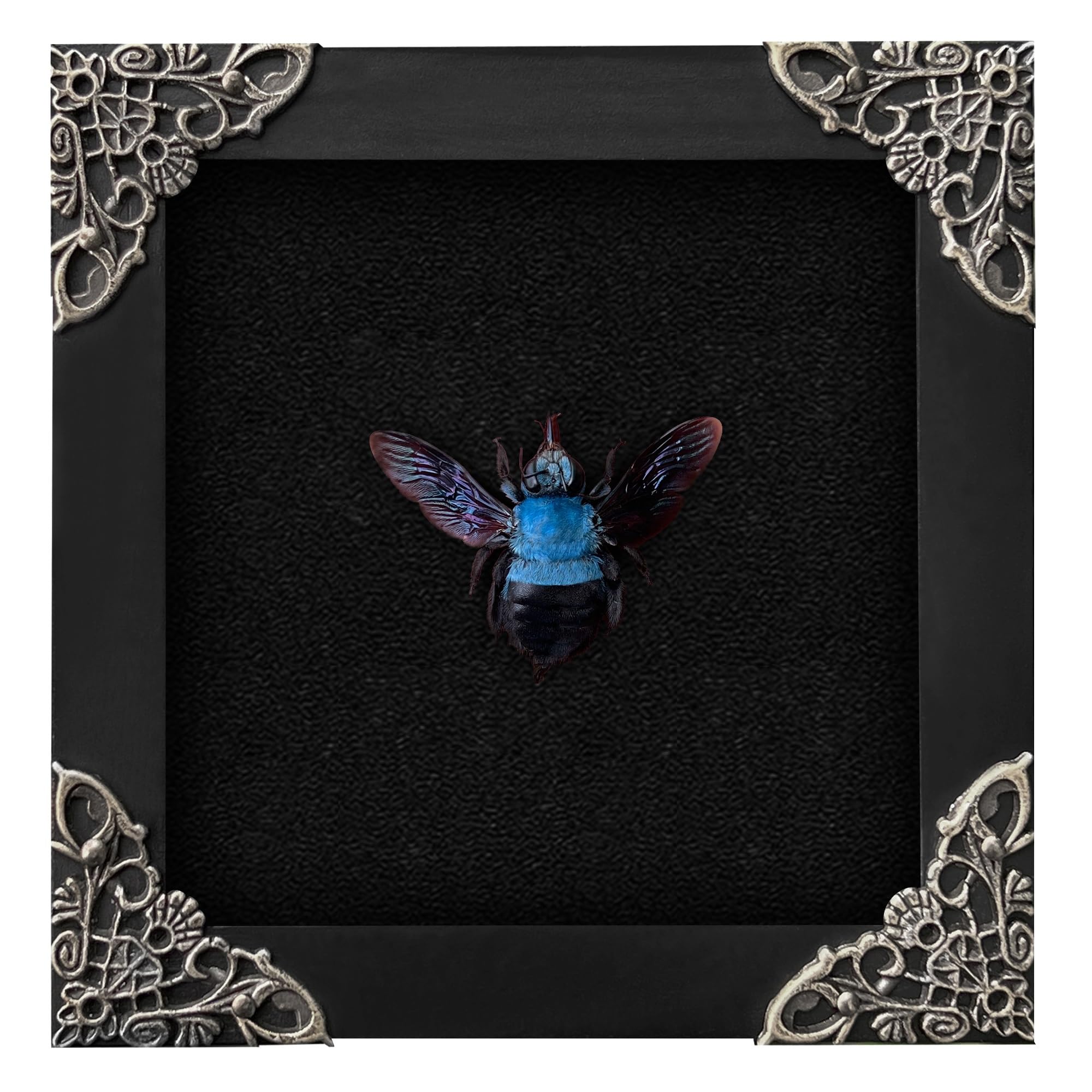 Real Framed Blue Carpenter Bee Dead Dried Bug Shadow Box Black Wooden Frame Taxidermy Bumblebee Specimen Display Oddity Tabletop