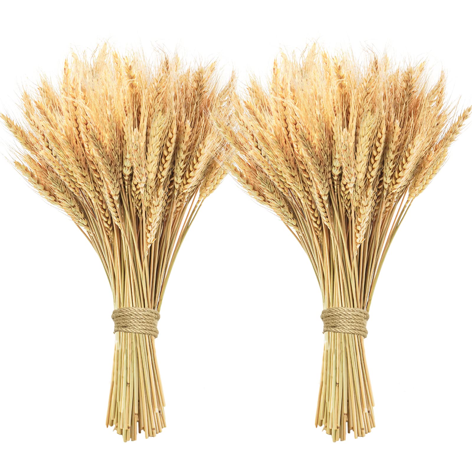 Phliofd 200 Pcs Dried Wheat Stalks, Dried Flowers 100% Natural Wheat for Home Kitchen Office Flowers Arrangement Wedding Table C