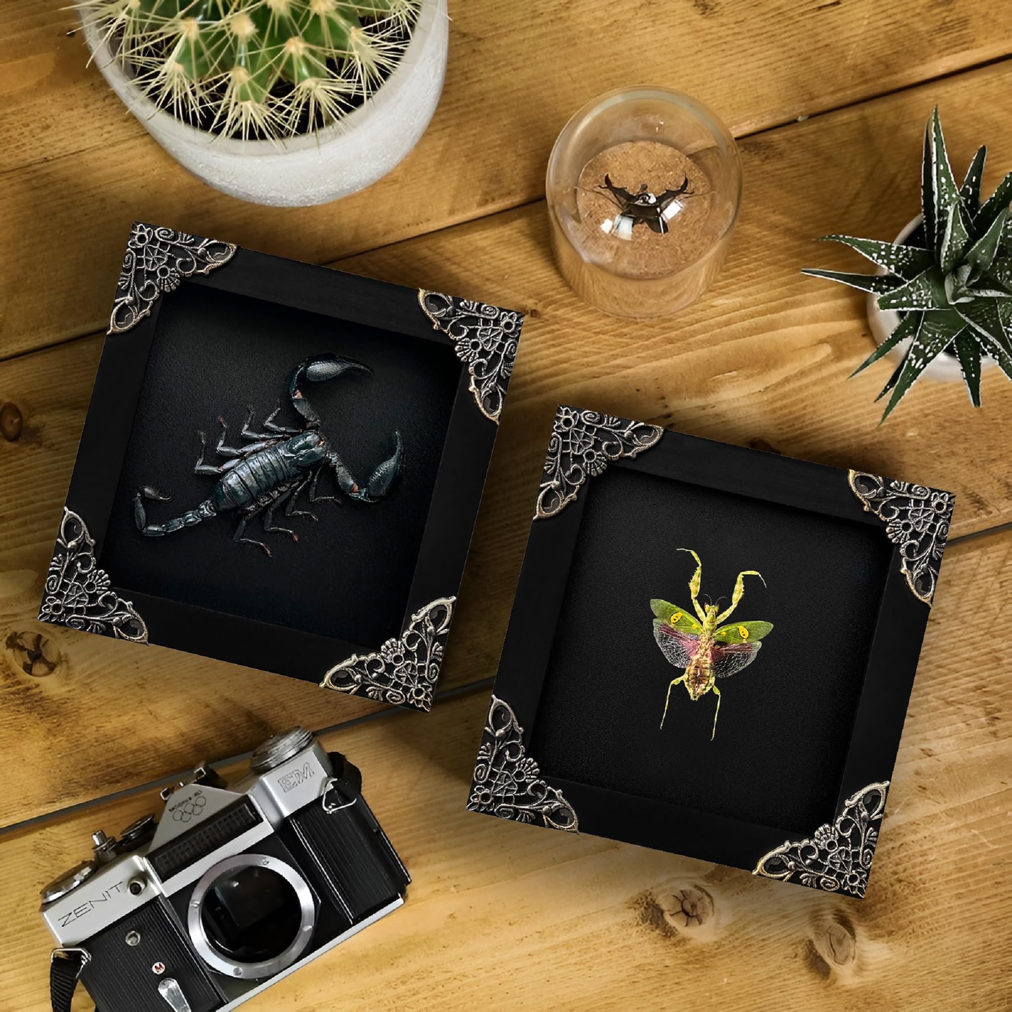 2 Real Green Mantis Lanternfly Frames Dead Insect Dried Bug Shadow Box Wood Oddity Framed Taxidermy Specimen Collectables Decora