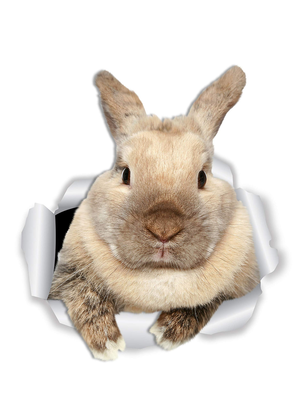 Winston & Bear Rascally Rabbit Wall Decals - Easter Decor - 2 Pack - Bunny Toilet Sticker - 3D Cat Car Window And Bumper Sticker