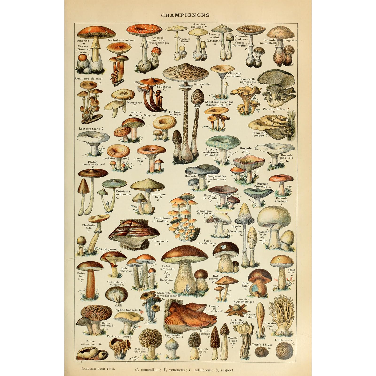 Ovfovy Unframed Paper Vintage Mushroom Poster, Educational Reference Chart Wall Art Print