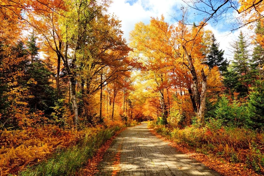 Laminated Fall Foliage Autumn Road In New Hampshire Leaves Changing Colorful Trees New England Photo Poster Dry Erase Wall Art 2