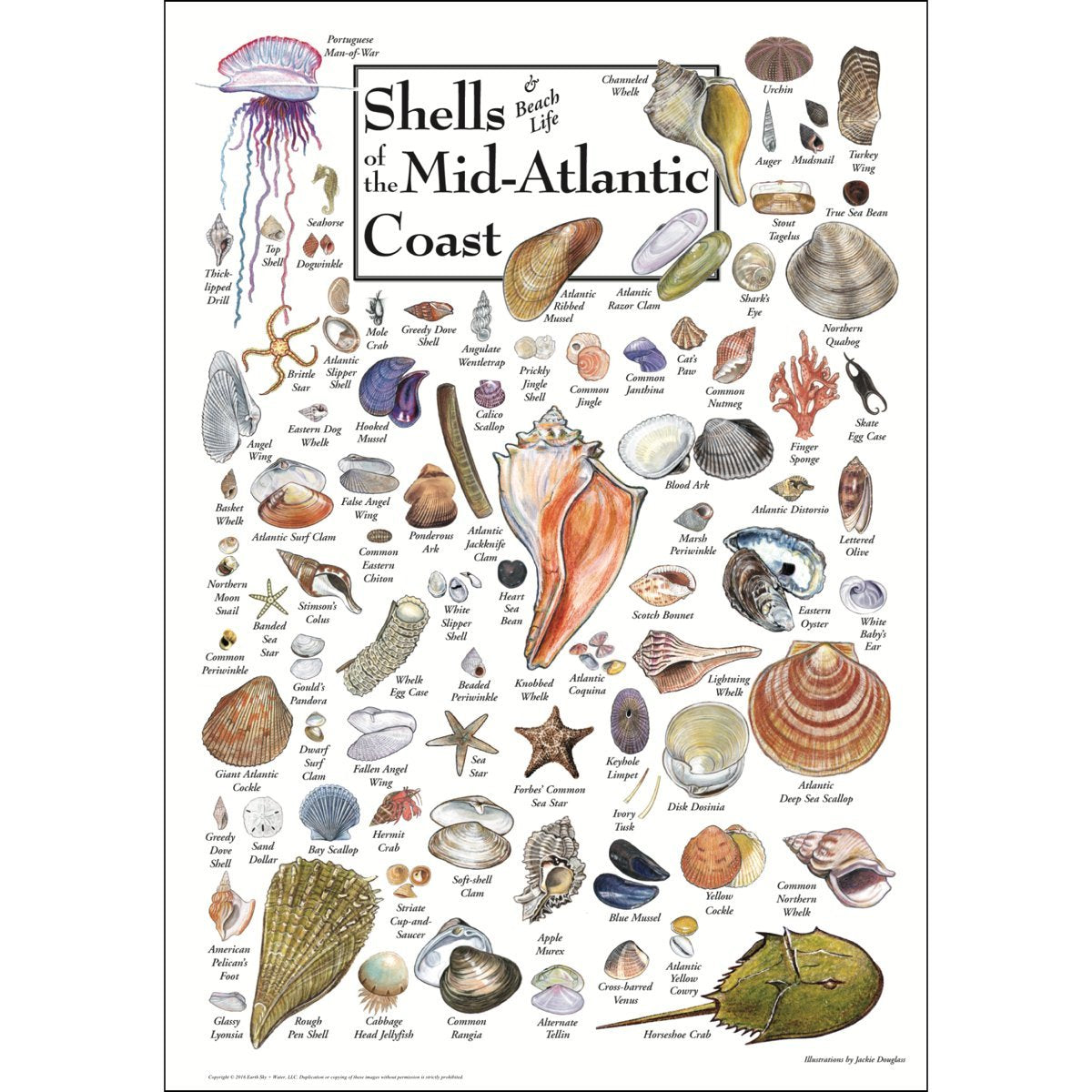 Earth Sky + Water Poster - Shells Of The Mid-Atlantic Coast