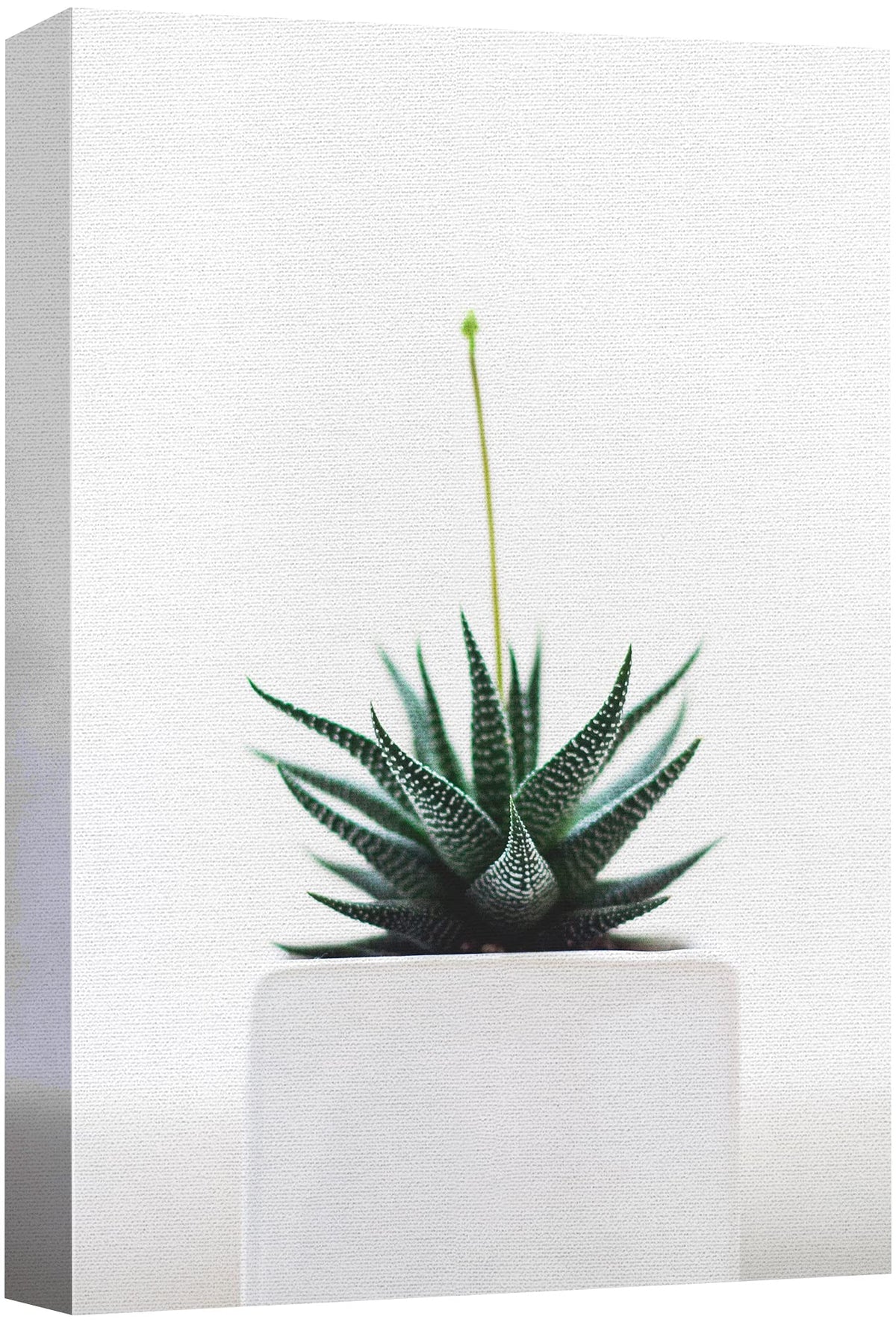 Signford Canvas Print Wall Art Green Zebra Succulent In White Vase Floral Plants Photography Realism Southwest Relax/Calm Multic