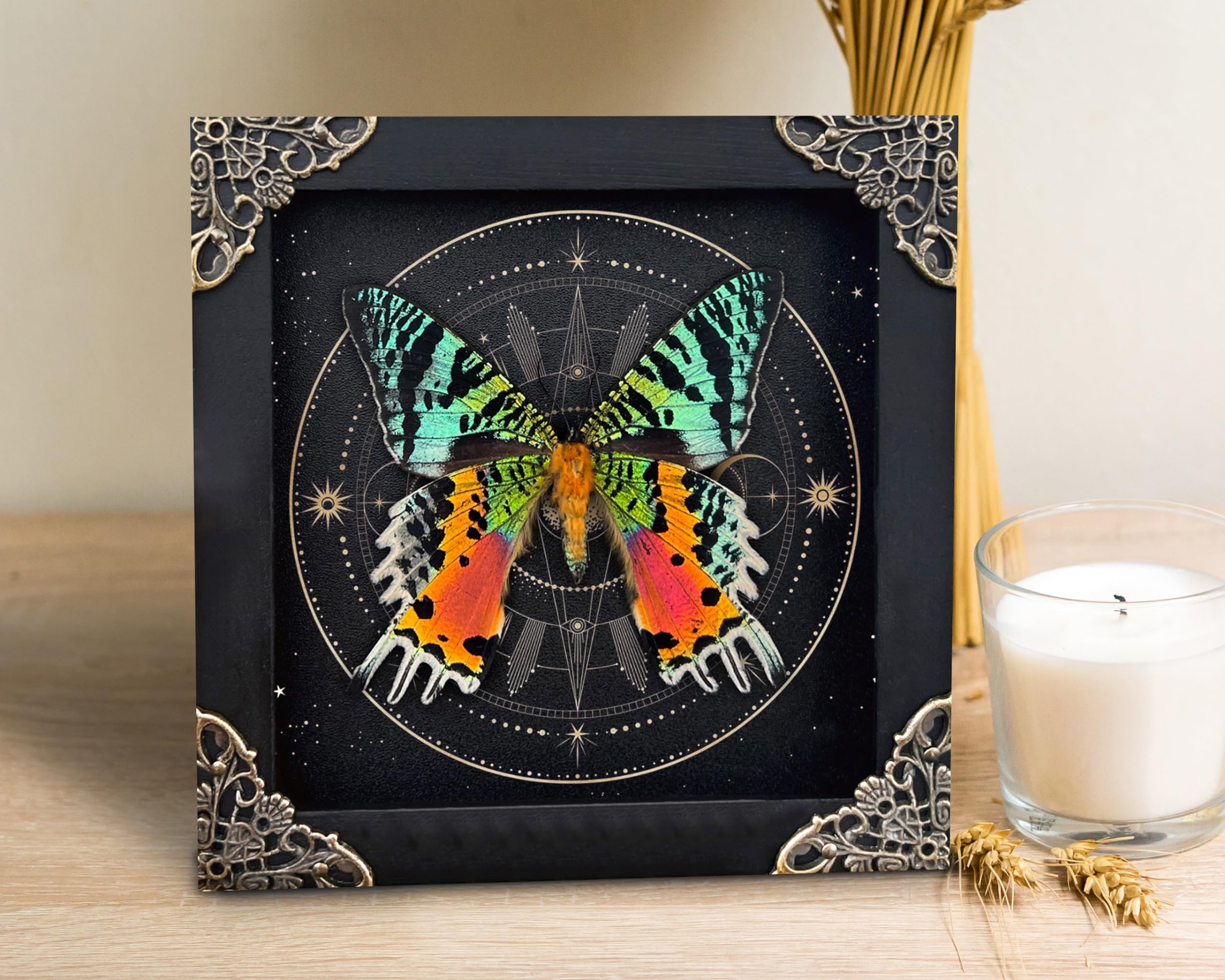 Real Sunset Moth Butterfly Taxidermy Victorian Witchy Insect Frame Dried Bug Shadow Box Specimen Room Display Gift Wall Hanging