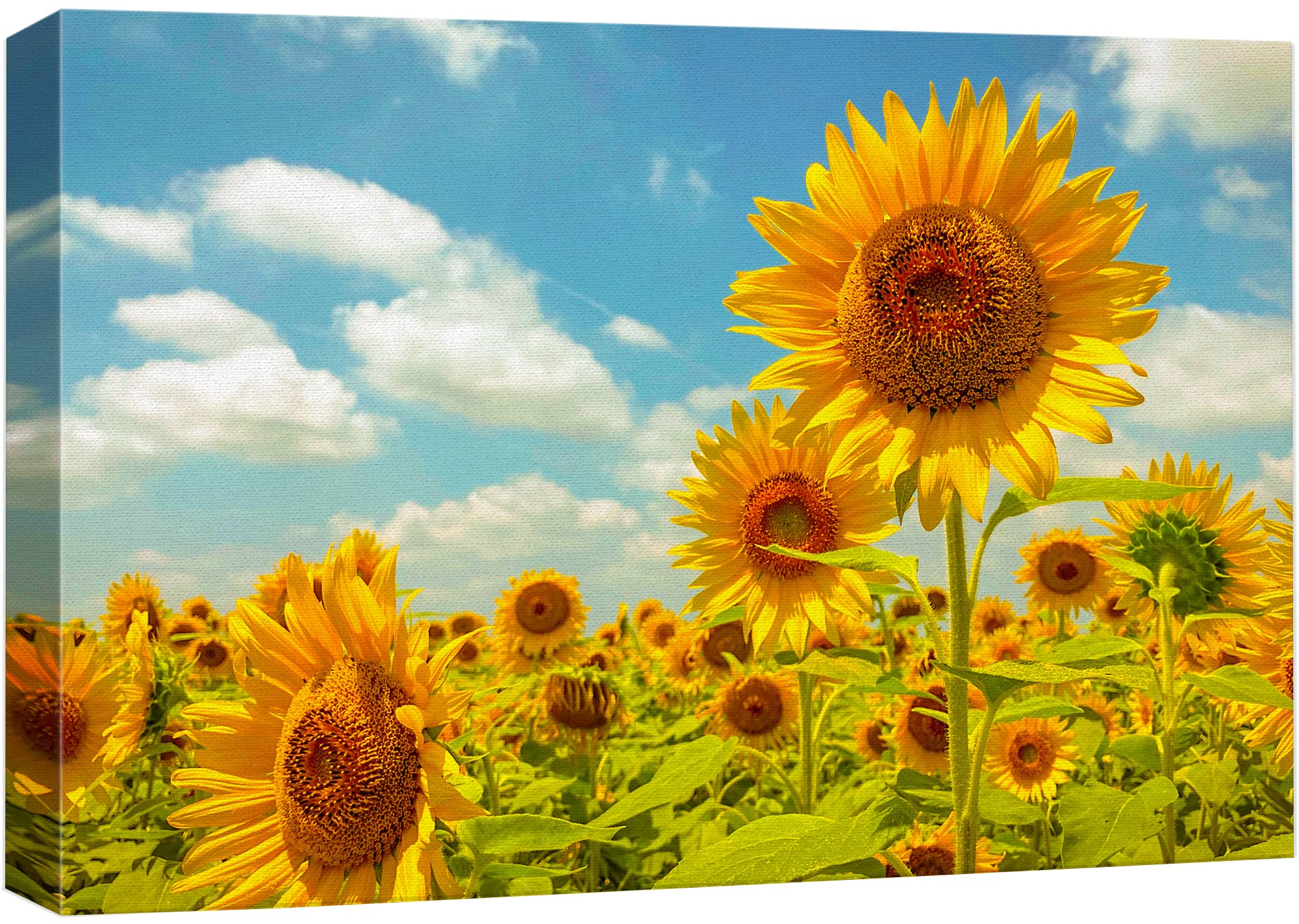 Wall26 Canvas Print Wall Art Summer Spring Sunflower Field Landscape Nature Floral Photography Realism Botanical Wilderness Zen