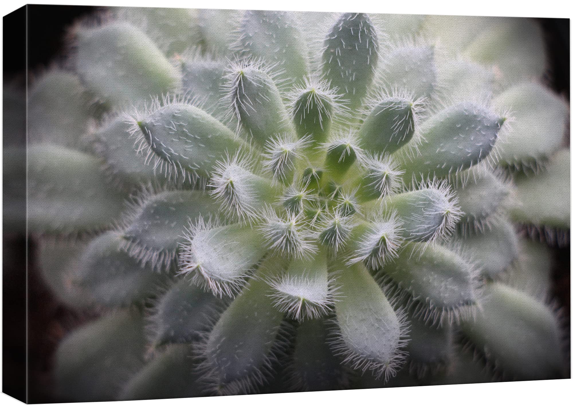 Wall26 Canvas Print Wall Art Fuzzy Echeveria Setosa Desert Succulent Nature Floral Photography Realism Botanical Wilderness Zen