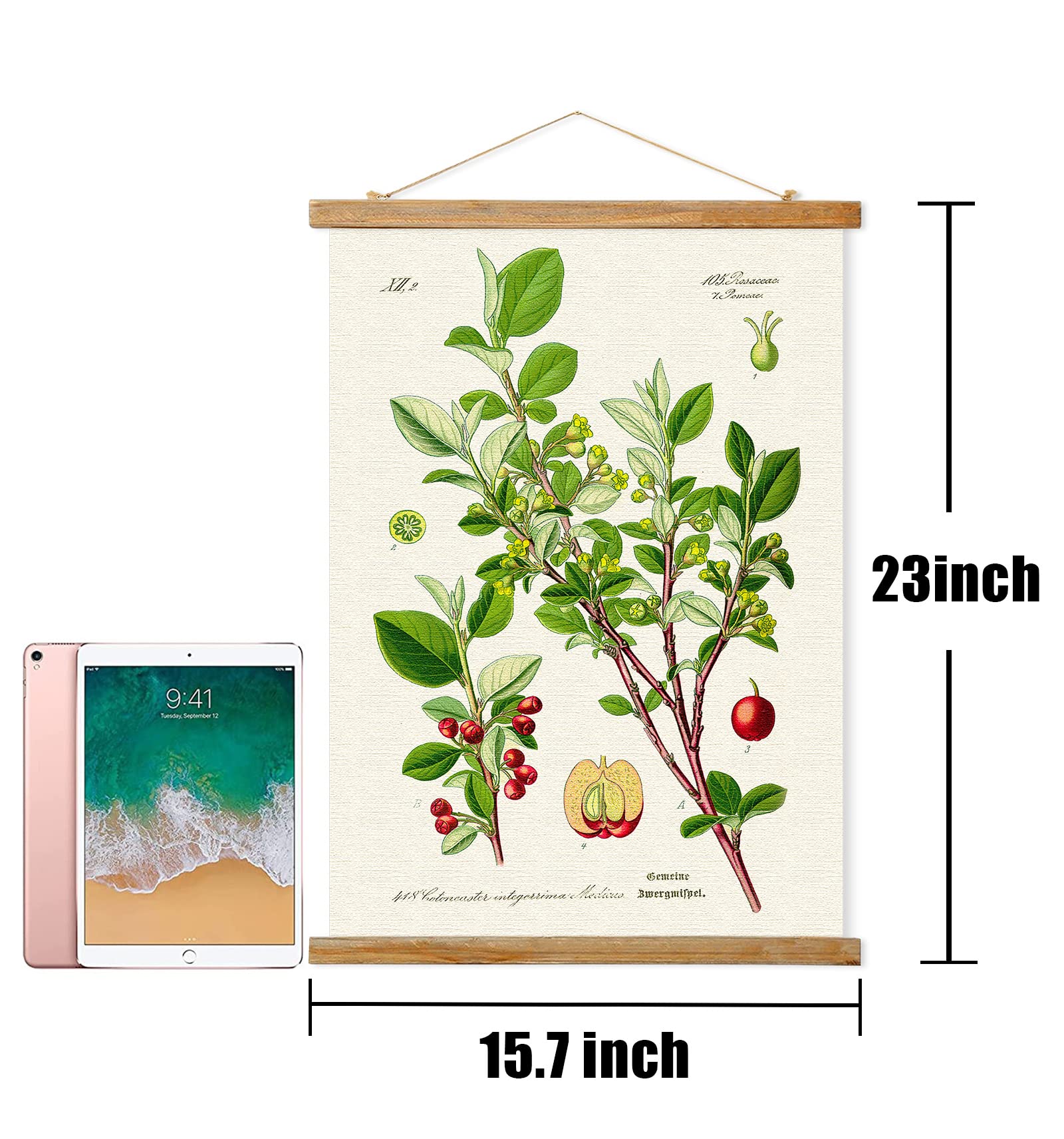 Vintage Illustrative Reference Plant Poster Hanger Frame, Retro Style Wall Art Prints, Printed On Linen With Natural Wooden Fram