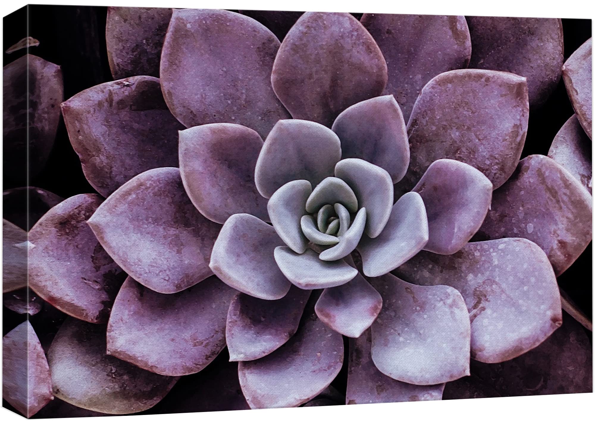 Wall26 Canvas Print Wall Art Closeup Of Blooming Purple Desert Succulent Floral Plants Photography Realism Rustic Scenic Colorfu