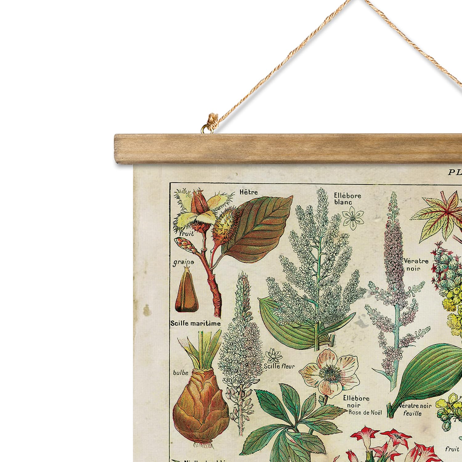 Xiaoaika 2 Pack Vintage Plant Posters: Medicinal And Poisonous Plants - Retro Style Wall Art With Wooden Frames For Home Classro