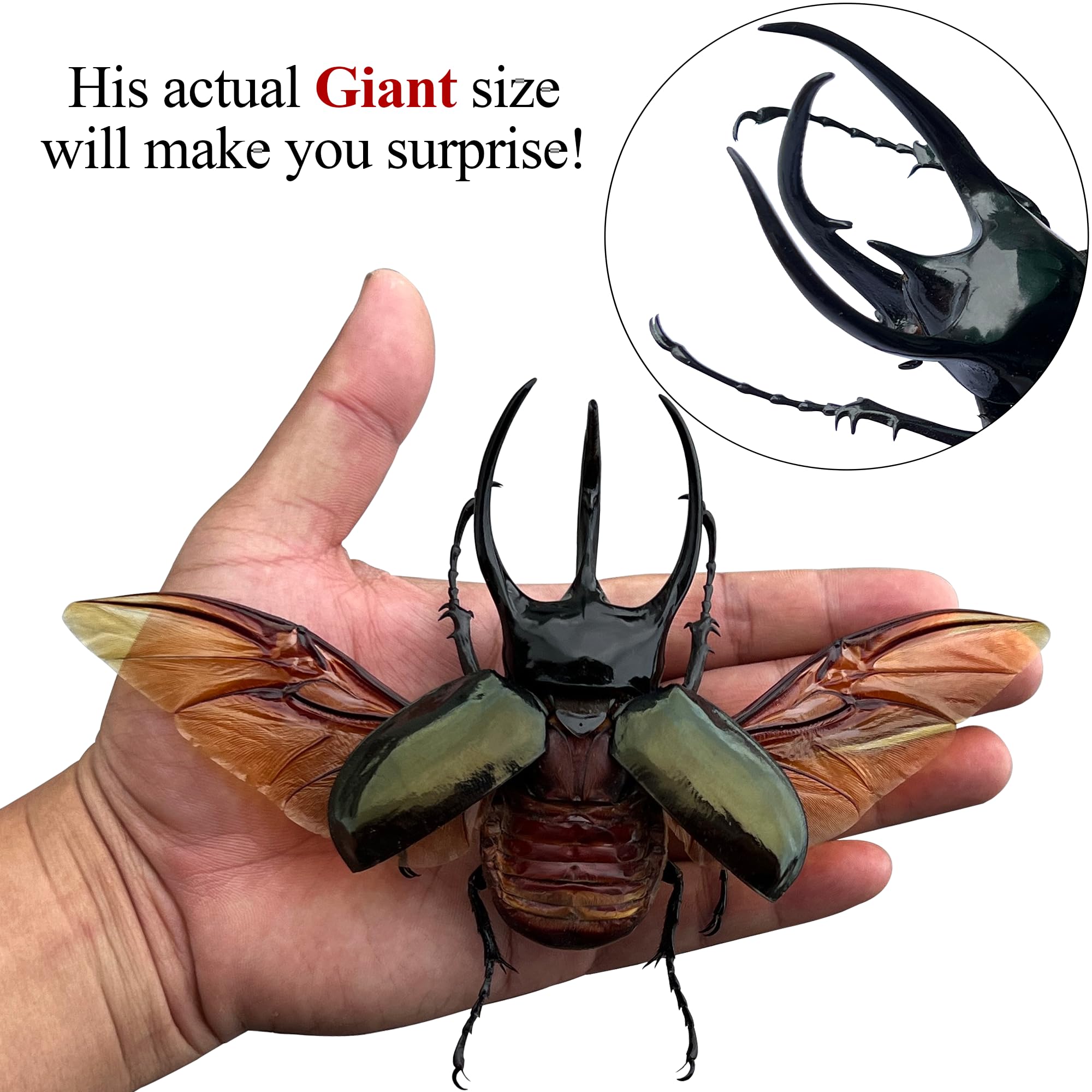 Real Framed Giant Atlas Beetle White Handmade Shadow Box Nametag Dried Bug Unique Insect Entomology Specimen Oddities Taxidermy