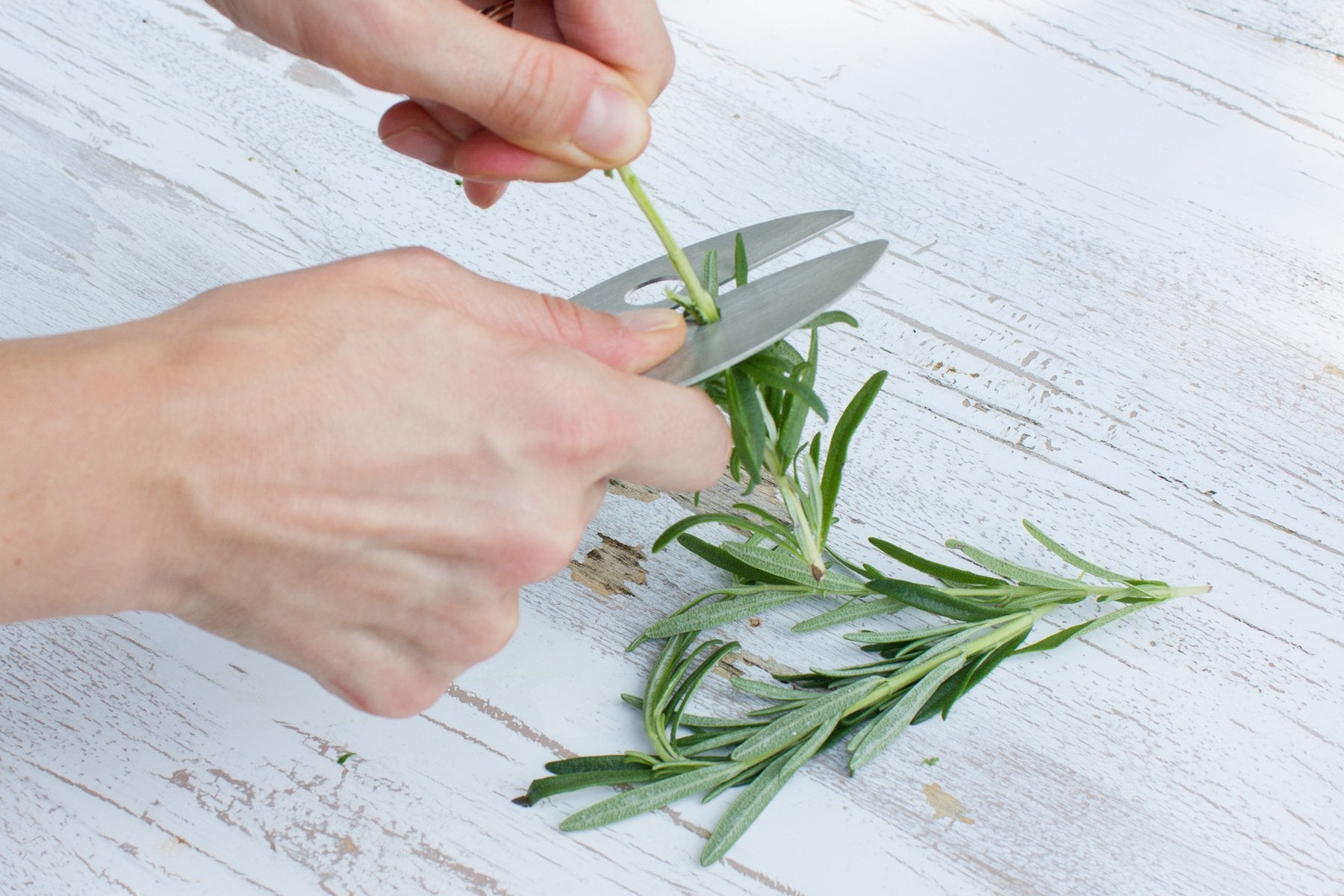 Raw Rutes Kale Razor - Stainless Steel Herb Stripping Tool - Made in the USA - Perfect for Kale & Herb Stems - Model COMINHKPR138365