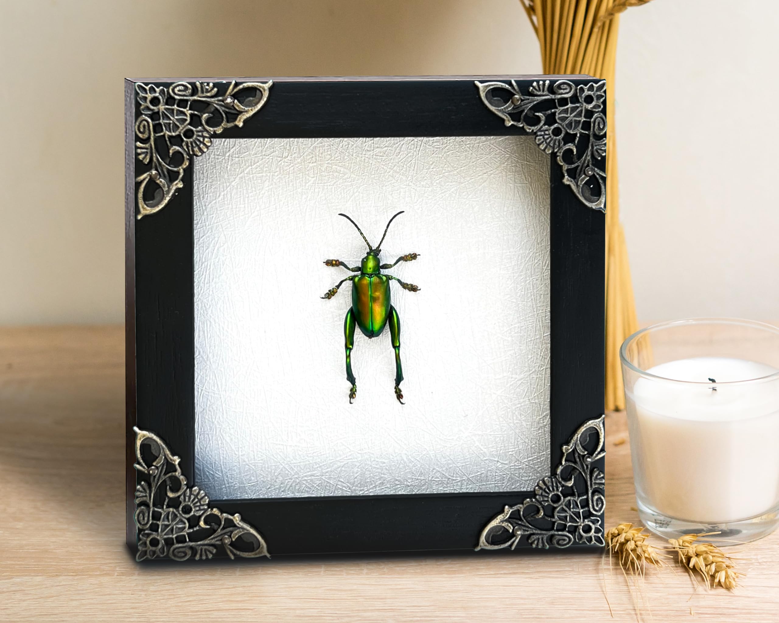 Real Framed Green Beetle Dead Insect Dried Bug Black Frame Shadow Box Taxidermy Oddity Collectables Specimen Decoration Reading