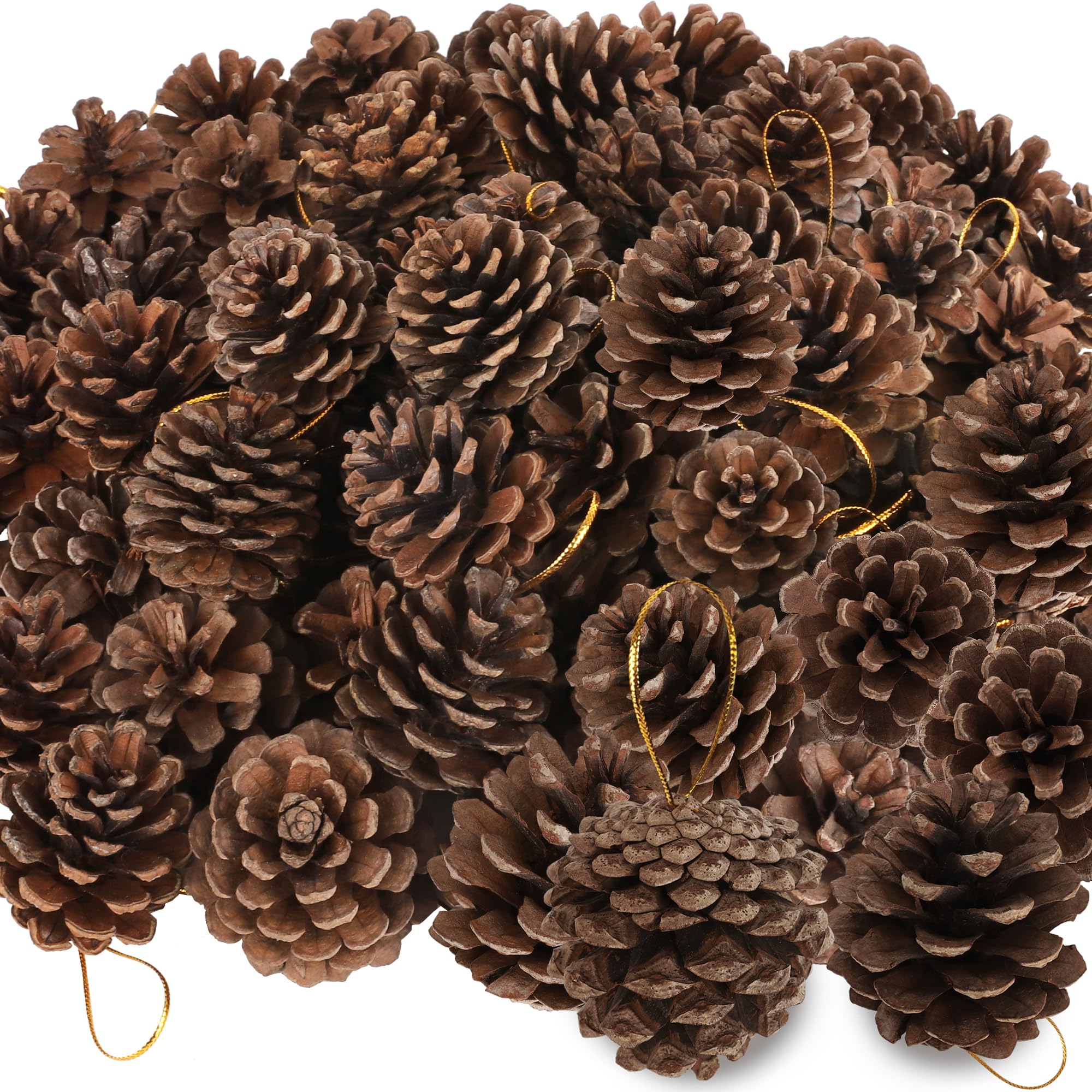 50 Pack Pine Cones, 1.96 Inches Natural Pinecone Ornaments, Pine Cones for Crafts, Rustic Pinecones with Gold String for DIY Win
