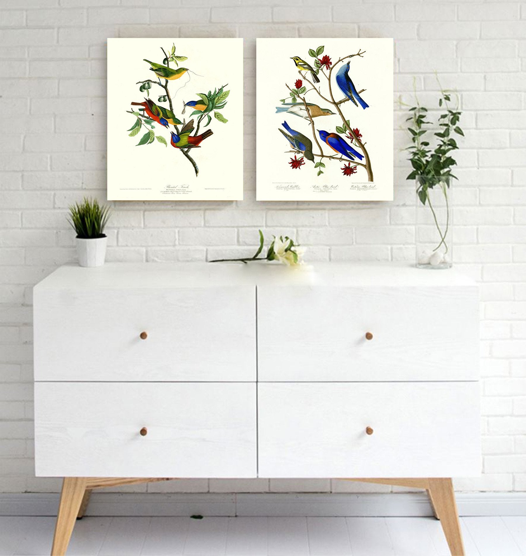 Niwo Art - Painted Finch, By John James Audubon. The Birds Of America Reproductions. Giclee Print Acrylic Coating On Canvas For