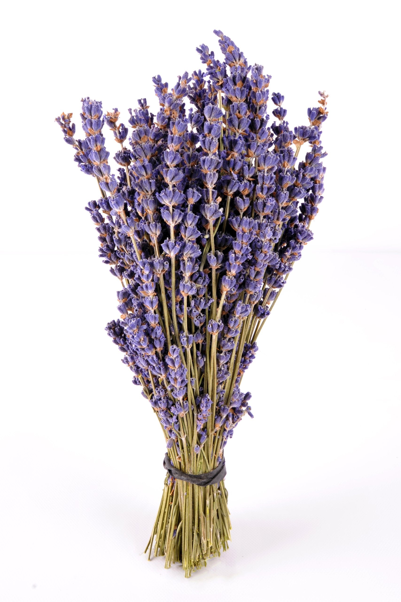 Findlavender - Royal Velvet Lavender Bundles - 14 - 16 Long - Can Be Used for Any Ocassion - Perfect for your wedding - 1 Bundle