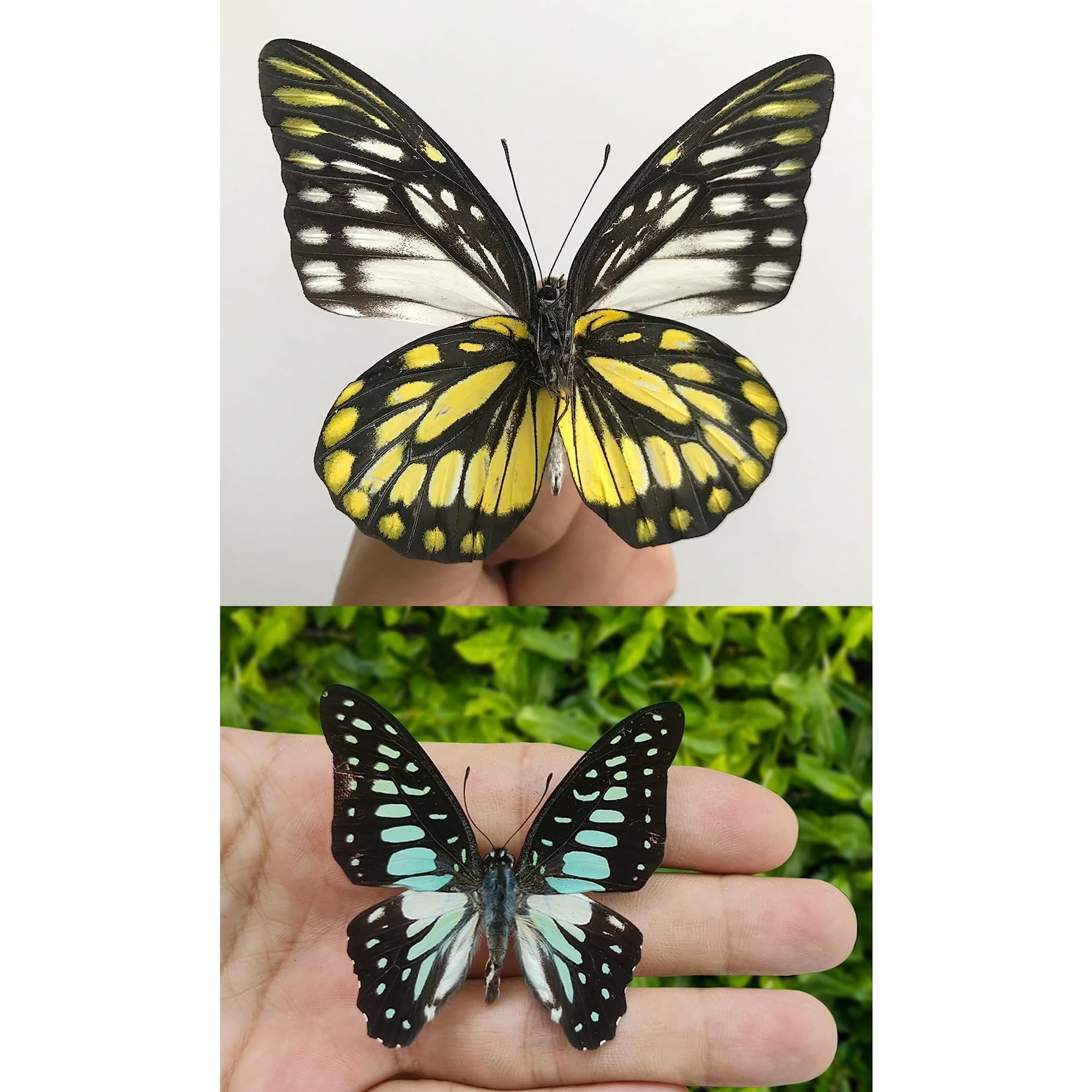 2 Real Butterfly Glass Framed Handmade Shadow Box Insect Dried Wood Frame Unique Taxidermy Taxadermy Collectables Tabletop Wall