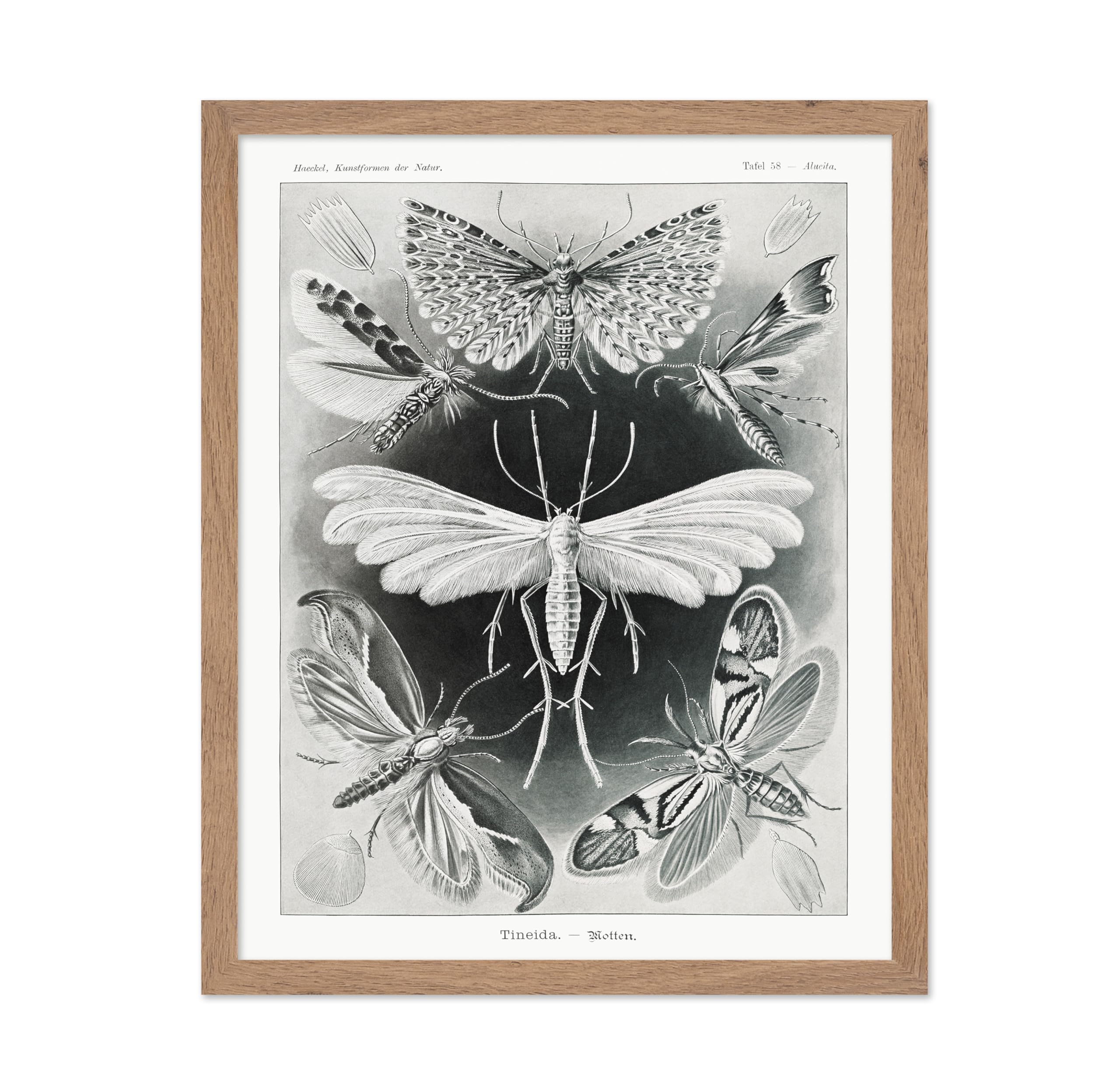 Poster Master Ernst Haeckel - Haeckel Tineida Print - Moth Art - Insect Biodiversity - Wildlife Art - Gift for Men & Women - Dec