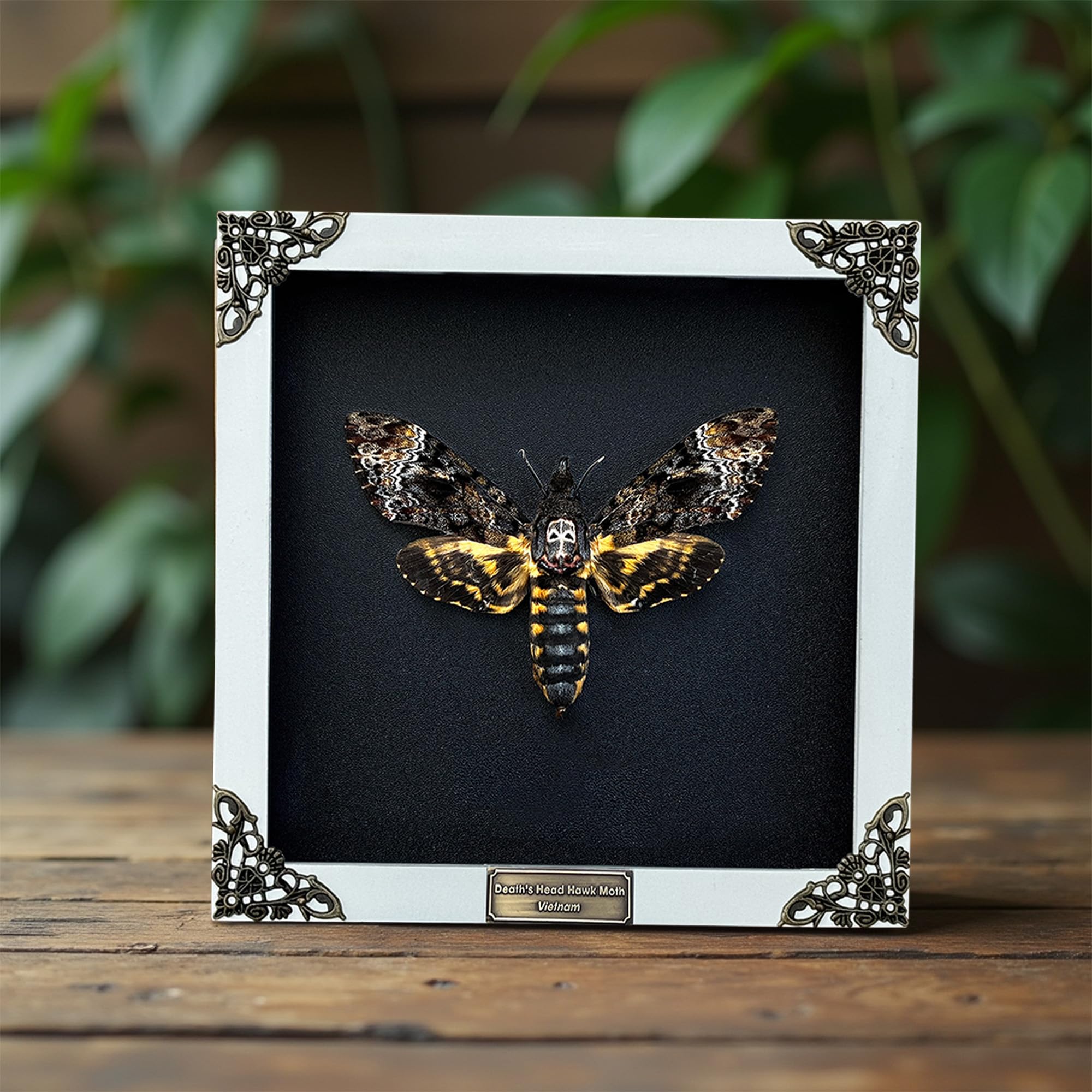 Real Death Head Moth White Frame Gothic Decor Taxidermy Gift Entomology Oddity Curiosities Spooky Shadow Box Display Hanging Dis