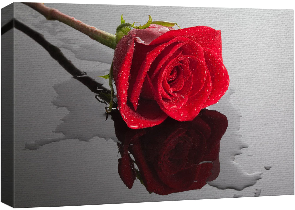 Wall26 Canvas Print Wall Art Red Rose Close Up With Water Floral Botanical Photography Modern Art Rustic Scenic Relax/Calm Multi