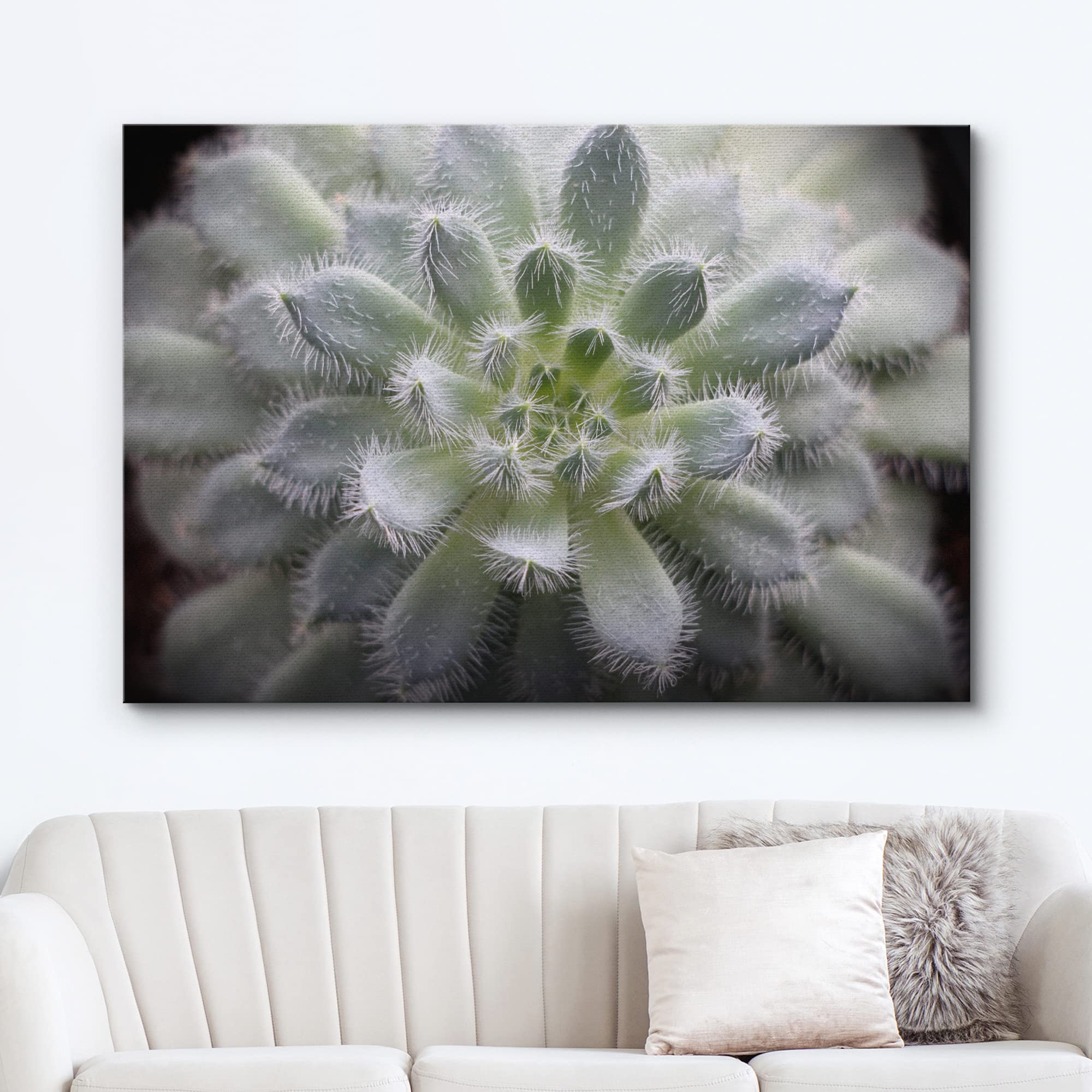 Wall26 Canvas Print Wall Art Fuzzy Echeveria Setosa Desert Succulent Nature Floral Photography Realism Botanical Wilderness Zen
