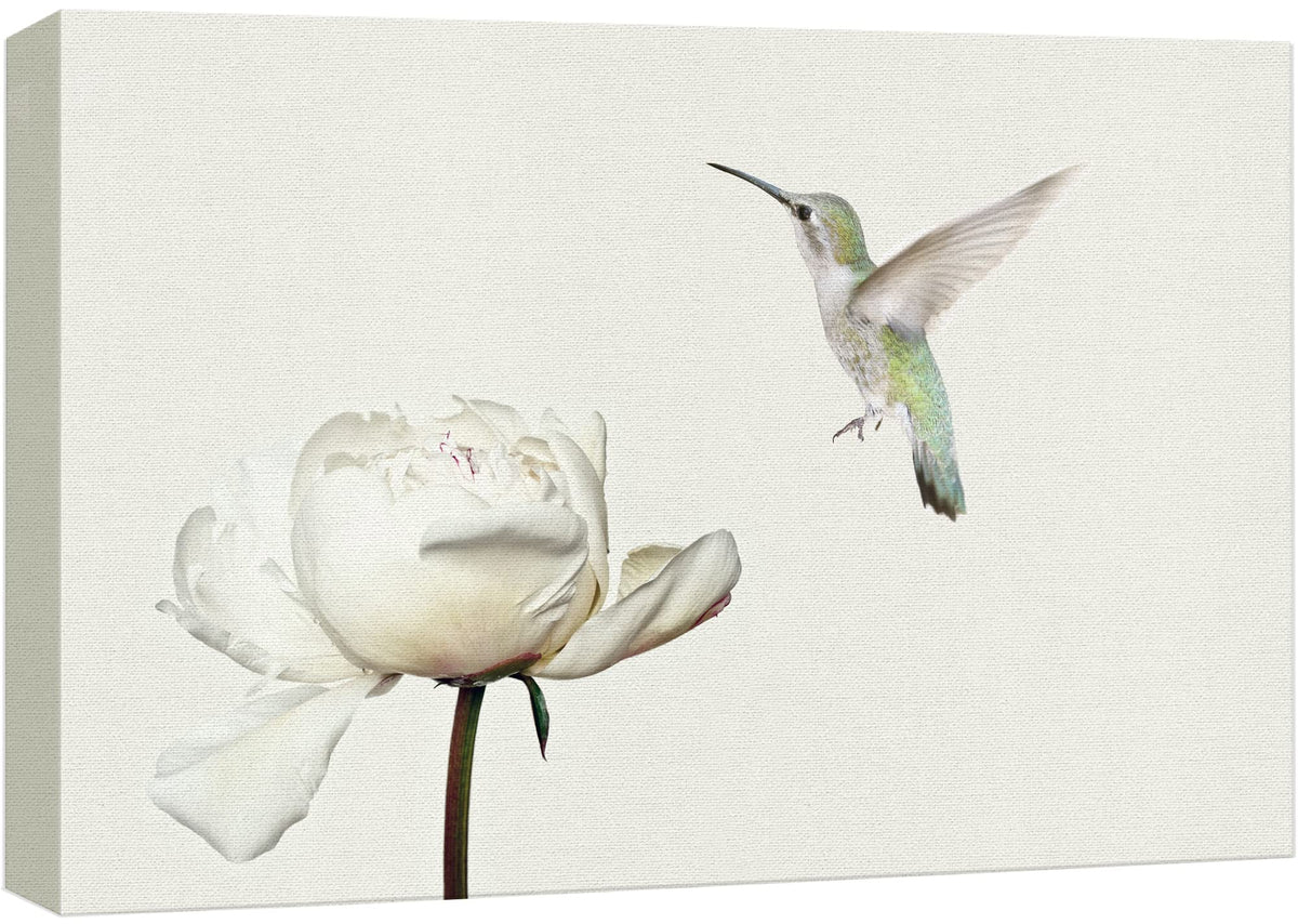 Wall26 Canvas Print Wall Art Hummingbird Flies On White Carnation Flower Animals Wildlife Photography Realism Rustic Scenic Natu