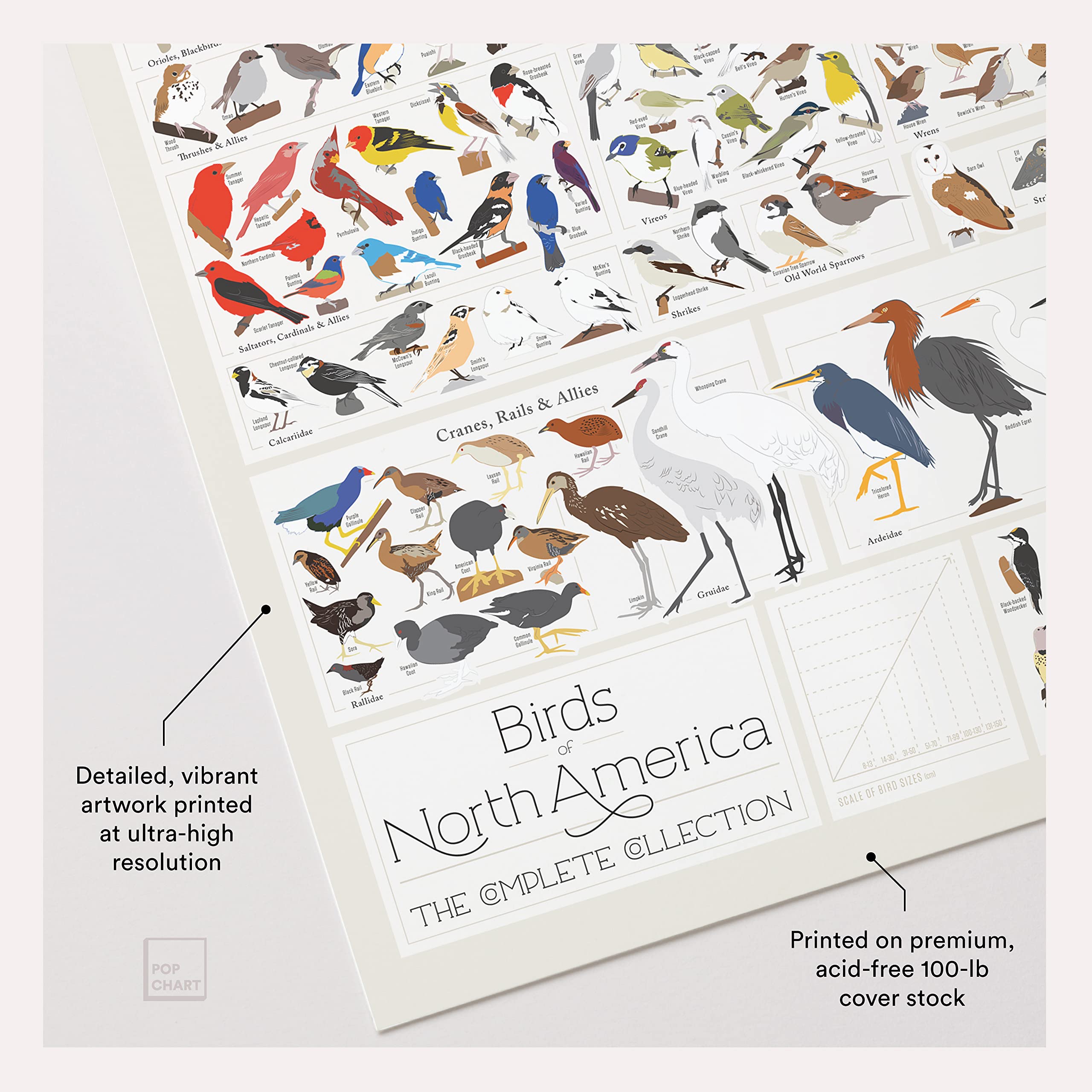 Pop Chart | Birds Of North America | 36'' X 24'' Large-Format Poster | Every Bird Species In North America Illustrated | Perfect