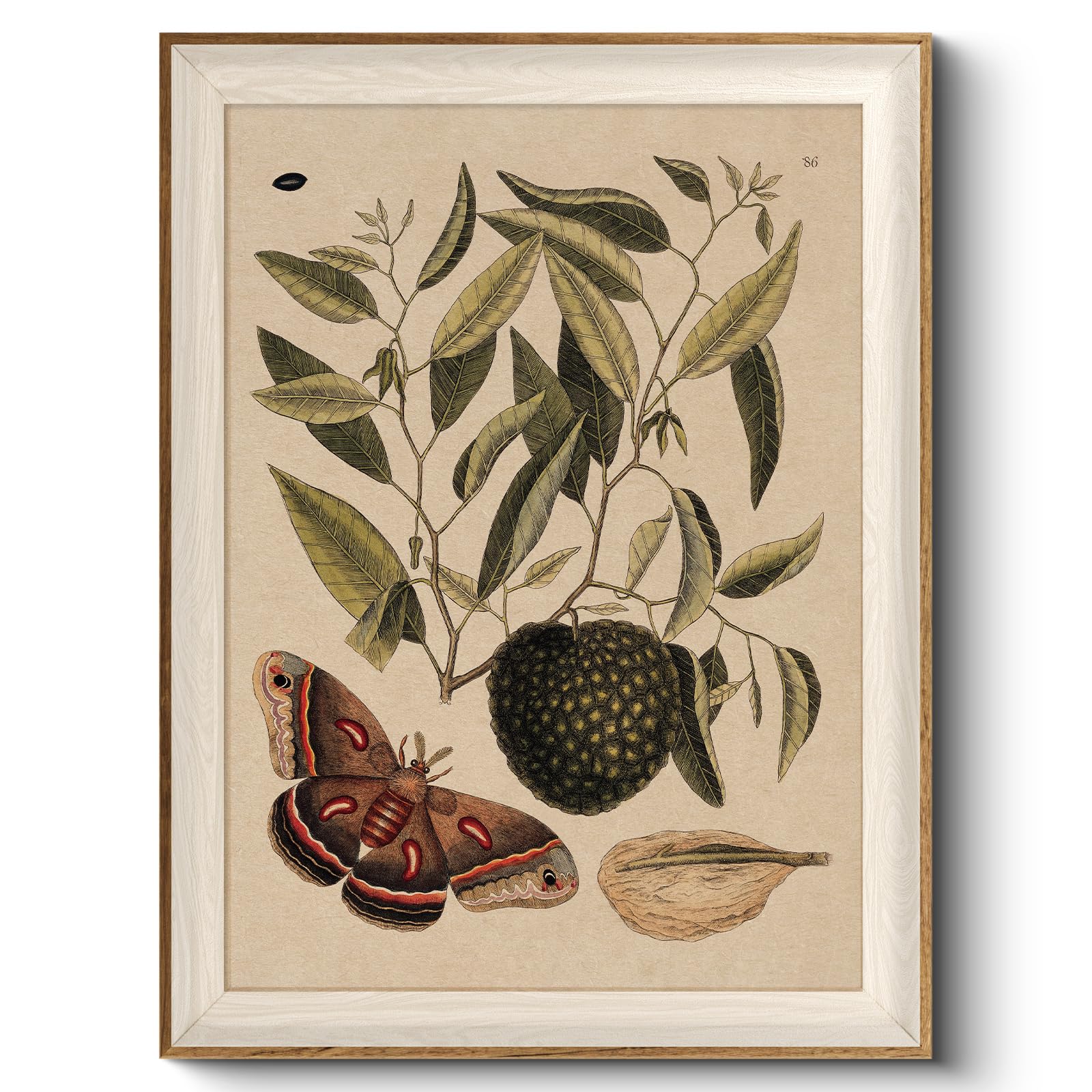 VIYYIEA Framed Wall Art for Living Room, Sugar Apple Canvas Prints, Vintage Home Decor, Hyalophora cecropia Painting Picture, Ba