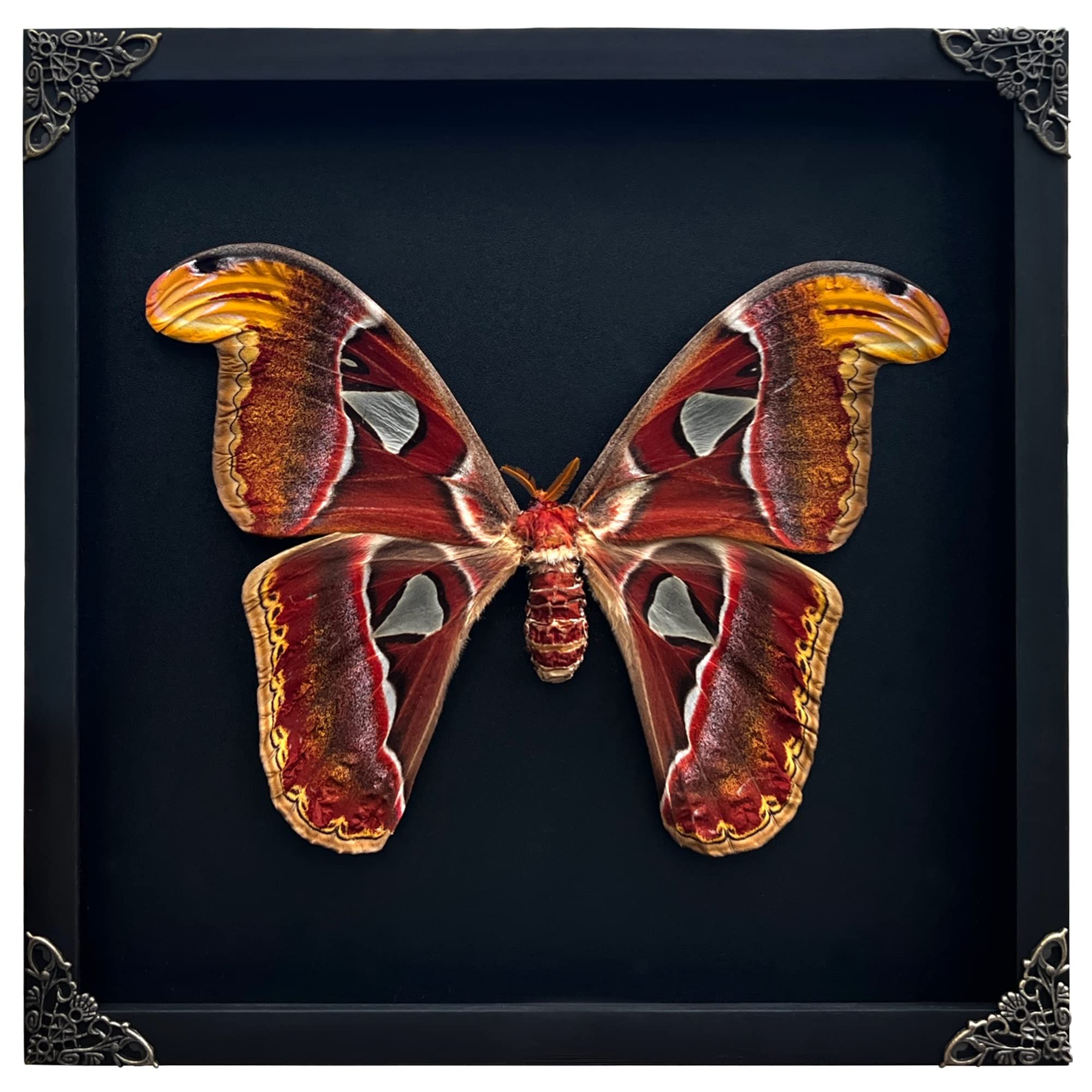 Real Atlas Moth Butterfly Frame Insect Lover Black Frame Shadow Box Taxidermy Specimen Room Decor Wall Hanging Tabletop Home Art