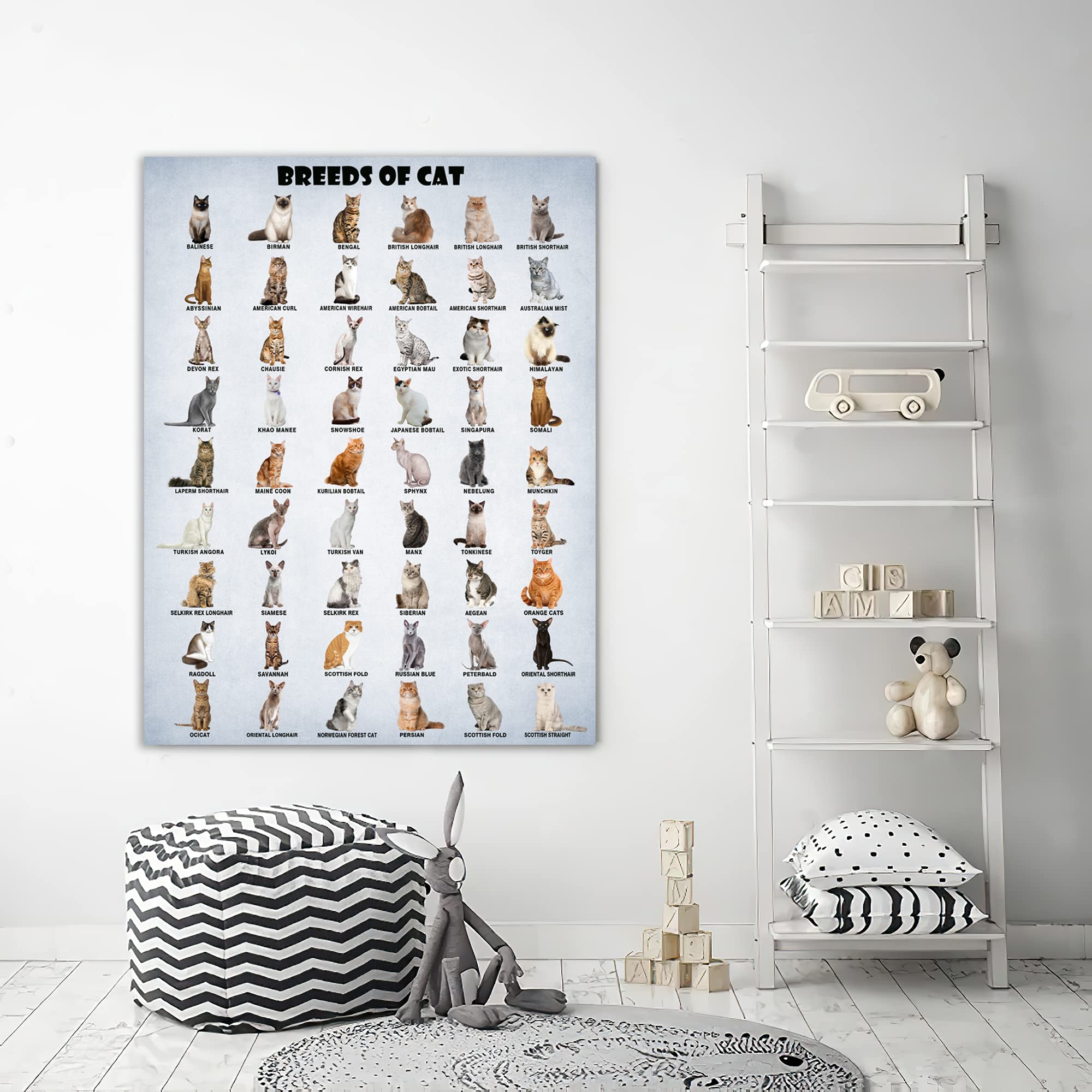 Hllnwb Breeds Of Cat Poster Types Of Cat Poster Cat Of The World Funny Cat Lovers Poster (Unframed 16X24Inch)