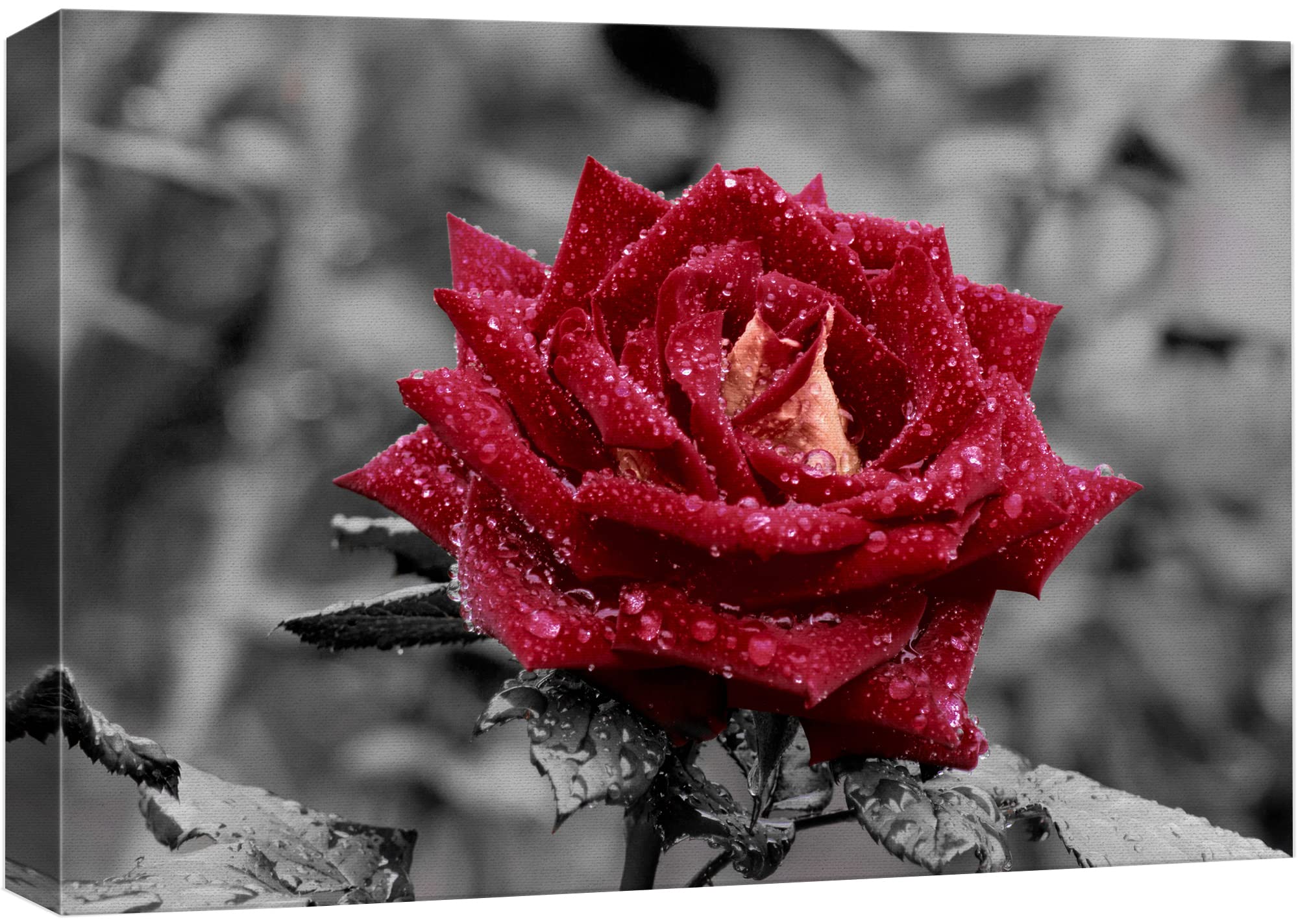 Wall26 Canvas Print Wall Art Red Rose Close Up With Water Droplets Floral Botanical Photography Modern Art Rustic Scenic Relax/C