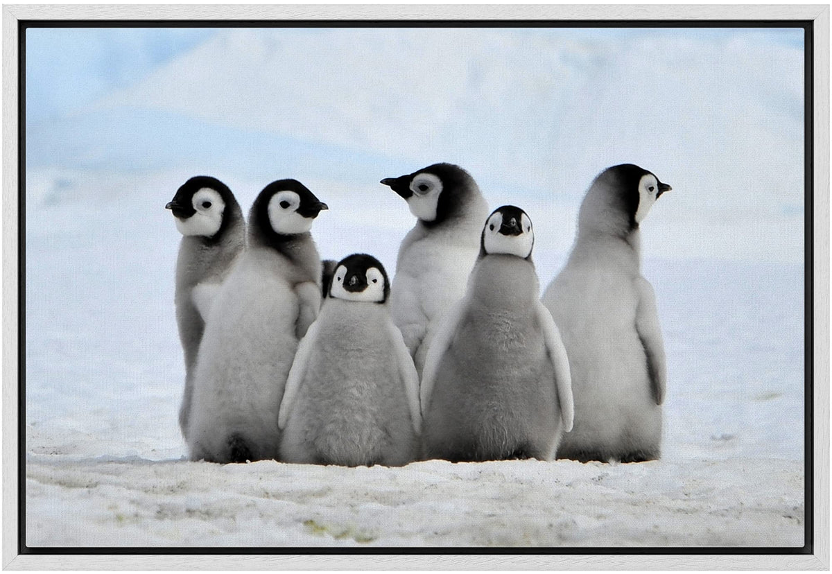 Wall26 - Framed Canvas Wall Art - Little Penguins - Giclee Print Gallery Wrap Modern Home Art Ready To Hang - 16''X24'' White