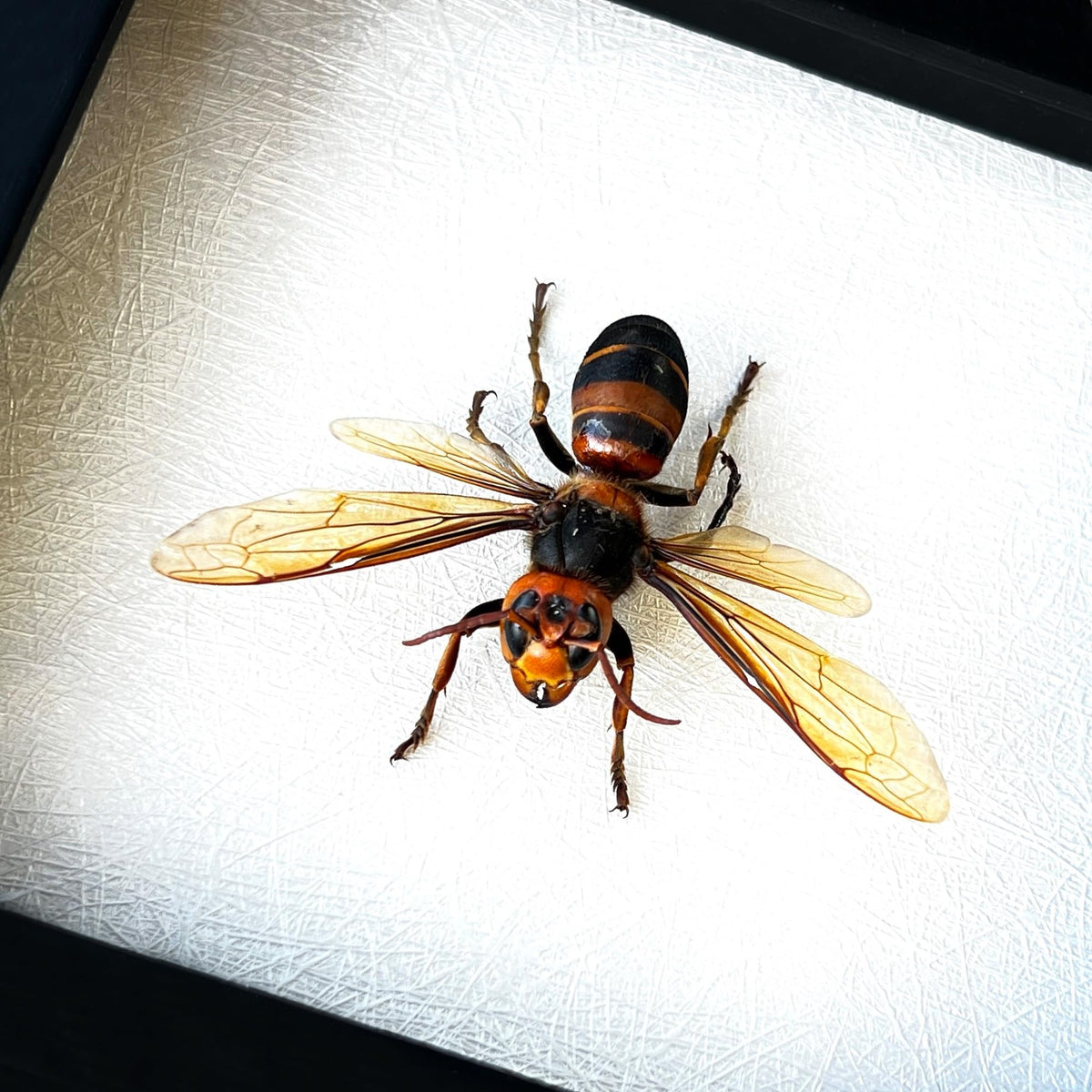 Real Framed Wasp Murder Hornet Beetle Dead Insect Dried Bug Black Fram ...